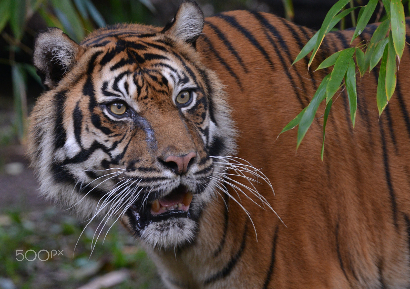 Nikon AF-S Nikkor 400mm F2.8G ED VR II sample photo. Sumatra-tiger photography
