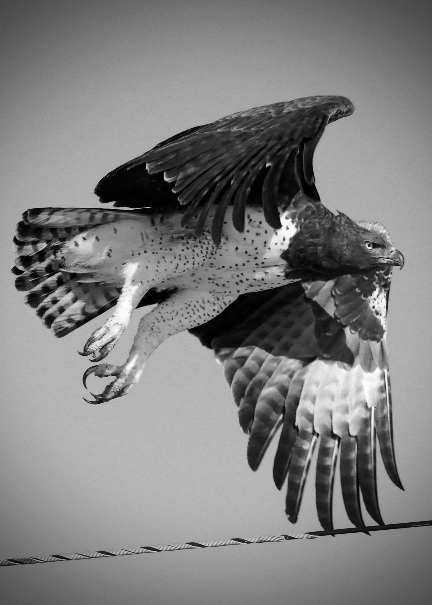 Pentax smc DA* 300mm F4.0 ED (IF) SDM sample photo. Marshall eagle. namibia. photography