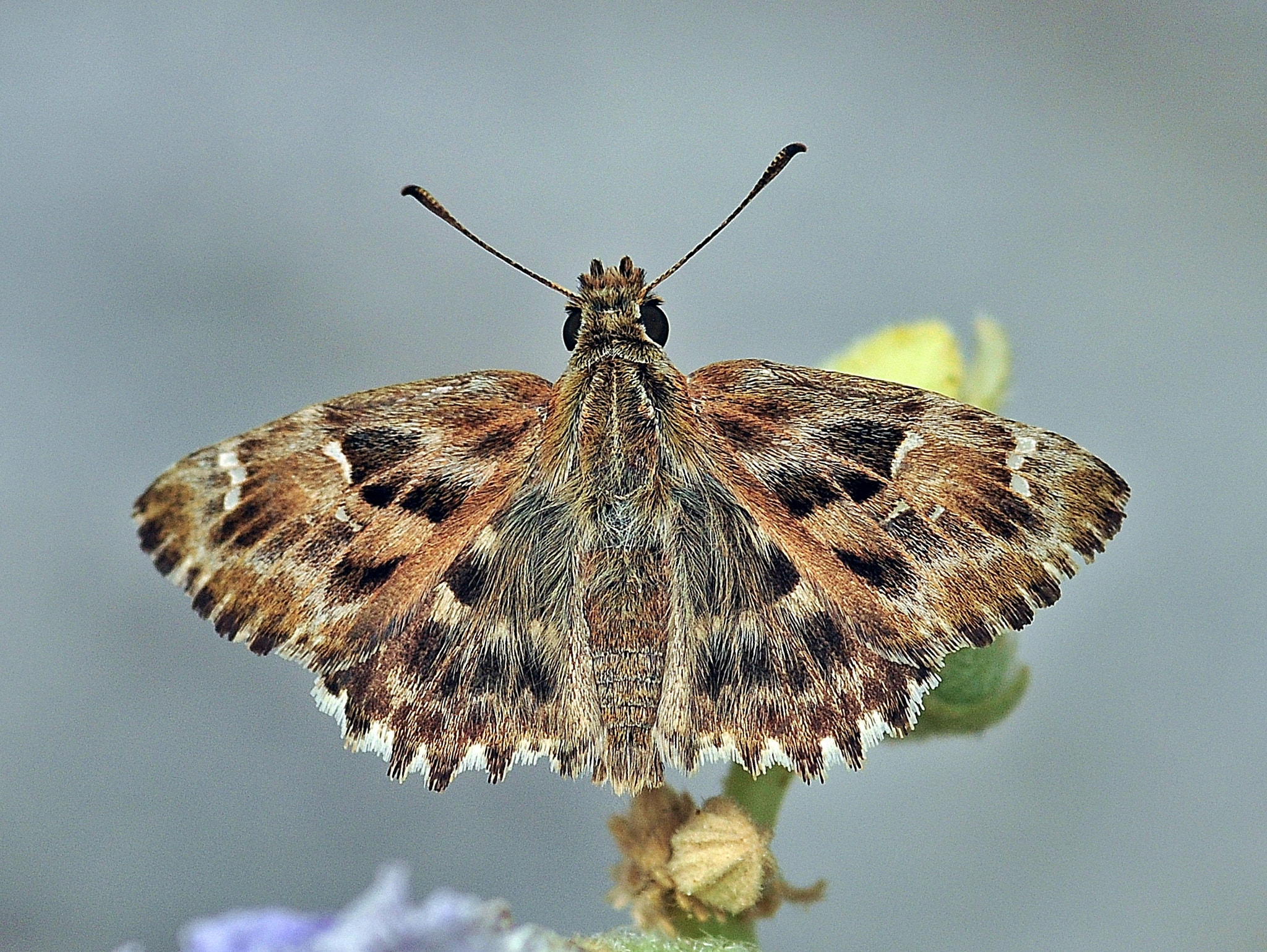 Sigma 105mm F2.8 EX DG Macro sample photo