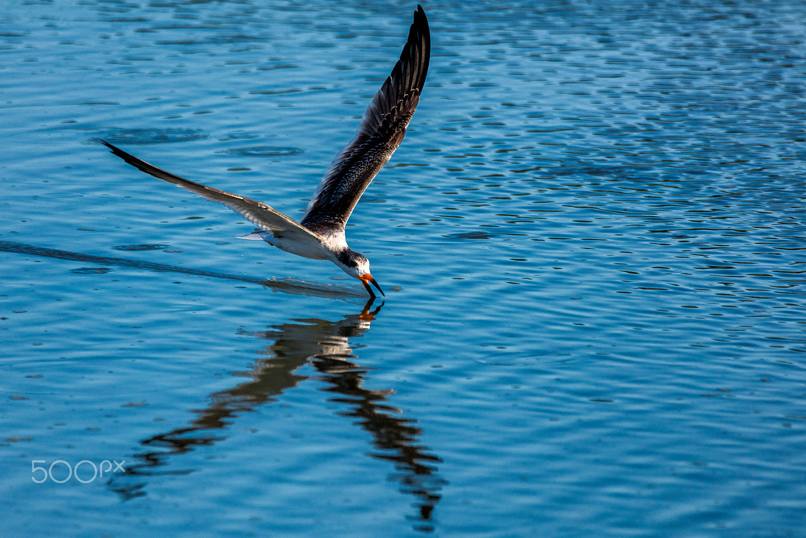 Sigma 150-600mm F5-6.3 DG OS HSM | C sample photo. Black skimmer fishing photography