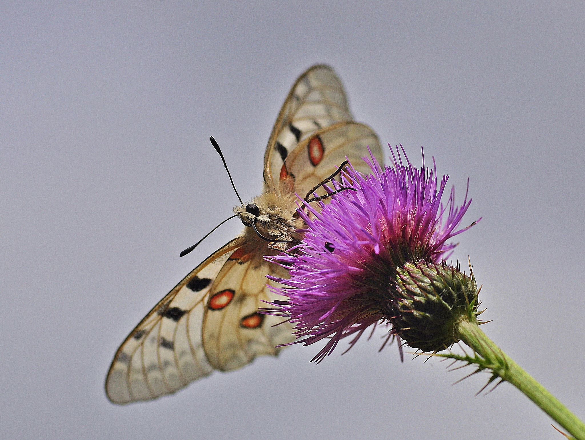 Sigma 105mm F2.8 EX DG Macro sample photo