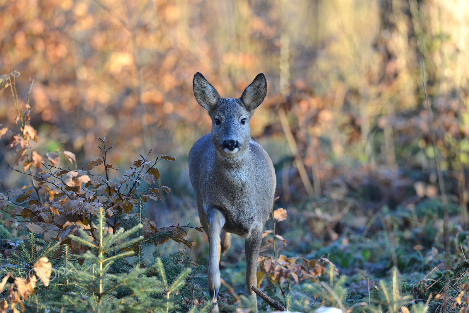 Nikon AF-S Nikkor 400mm F2.8G ED VR II sample photo. Roe deer – reh (capreolus capreolus) photography
