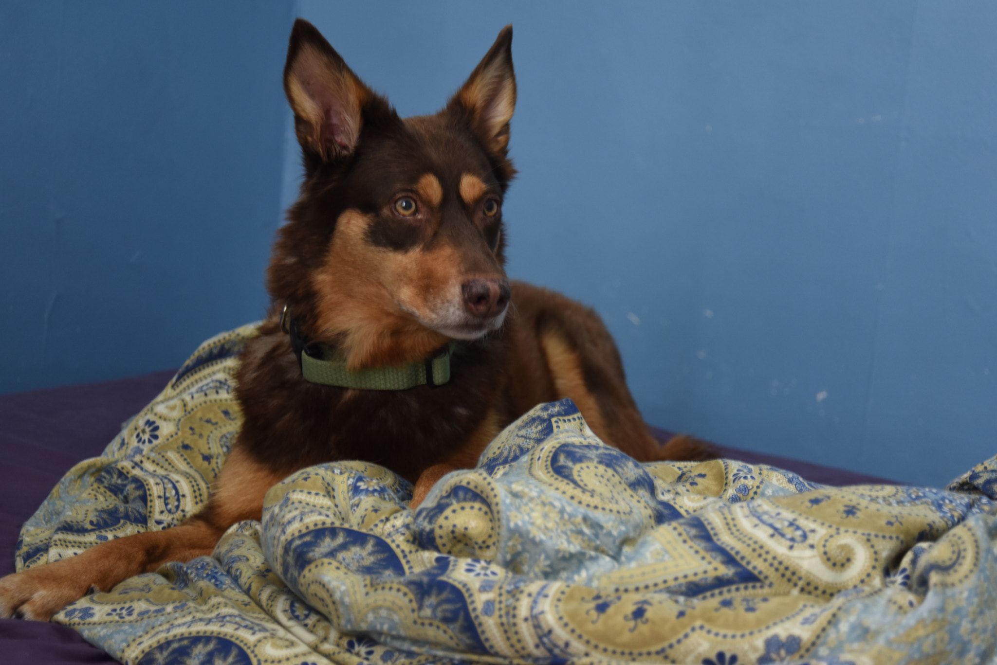 AF Zoom-Nikkor 28-80mm f/3.3-5.6G sample photo. Dog tax photography