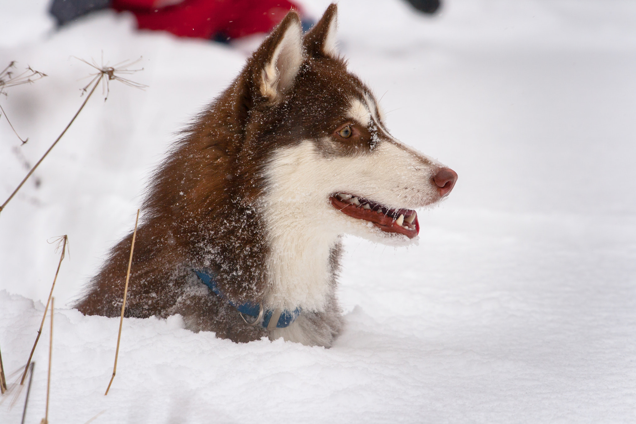 Canon EOS 400D (EOS Digital Rebel XTi / EOS Kiss Digital X) + Canon EF 70-200mm F4L USM sample photo. Siberian husky plays into snowdrift photography