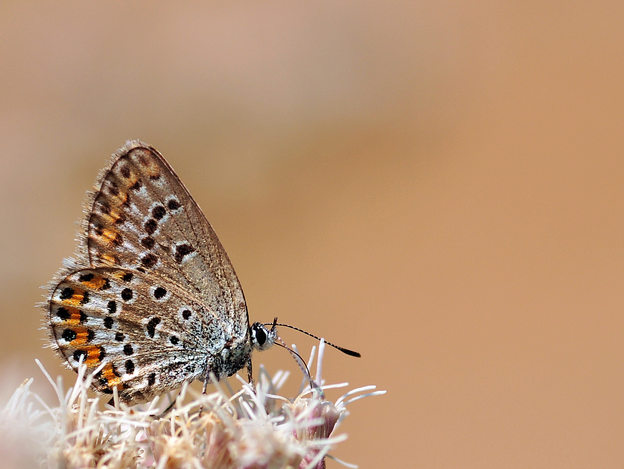 Sigma 105mm F2.8 EX DG Macro sample photo. Kelebek photography