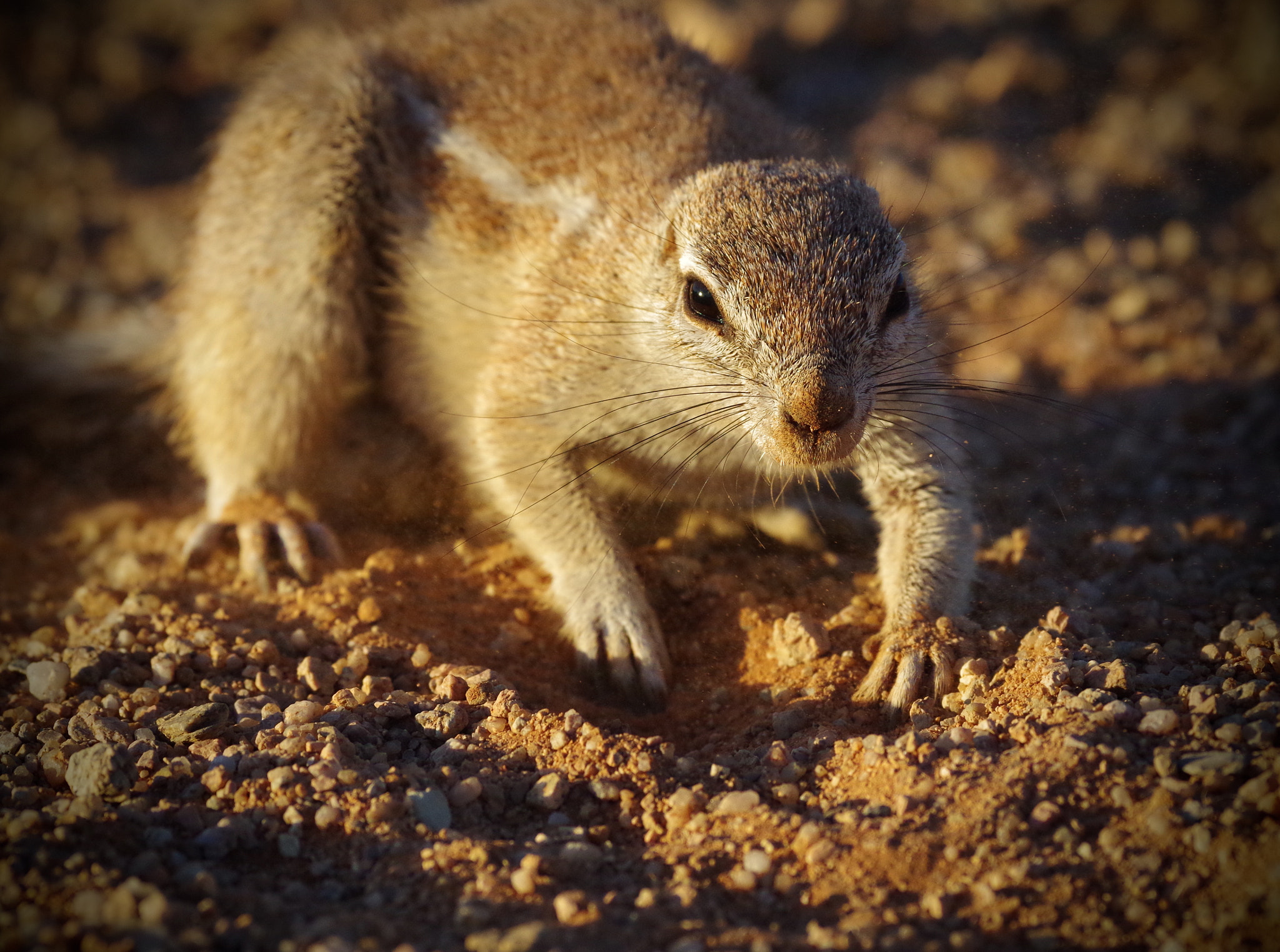 Pentax smc DA* 300mm F4.0 ED (IF) SDM sample photo. Dig, eat, sleep, repeat. photography