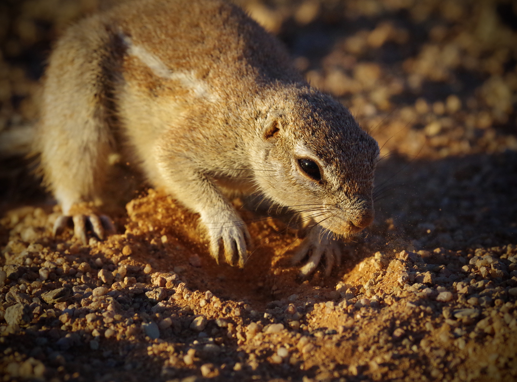 Pentax smc DA* 300mm F4.0 ED (IF) SDM sample photo. Dig, eat, sleep, repeat. photography