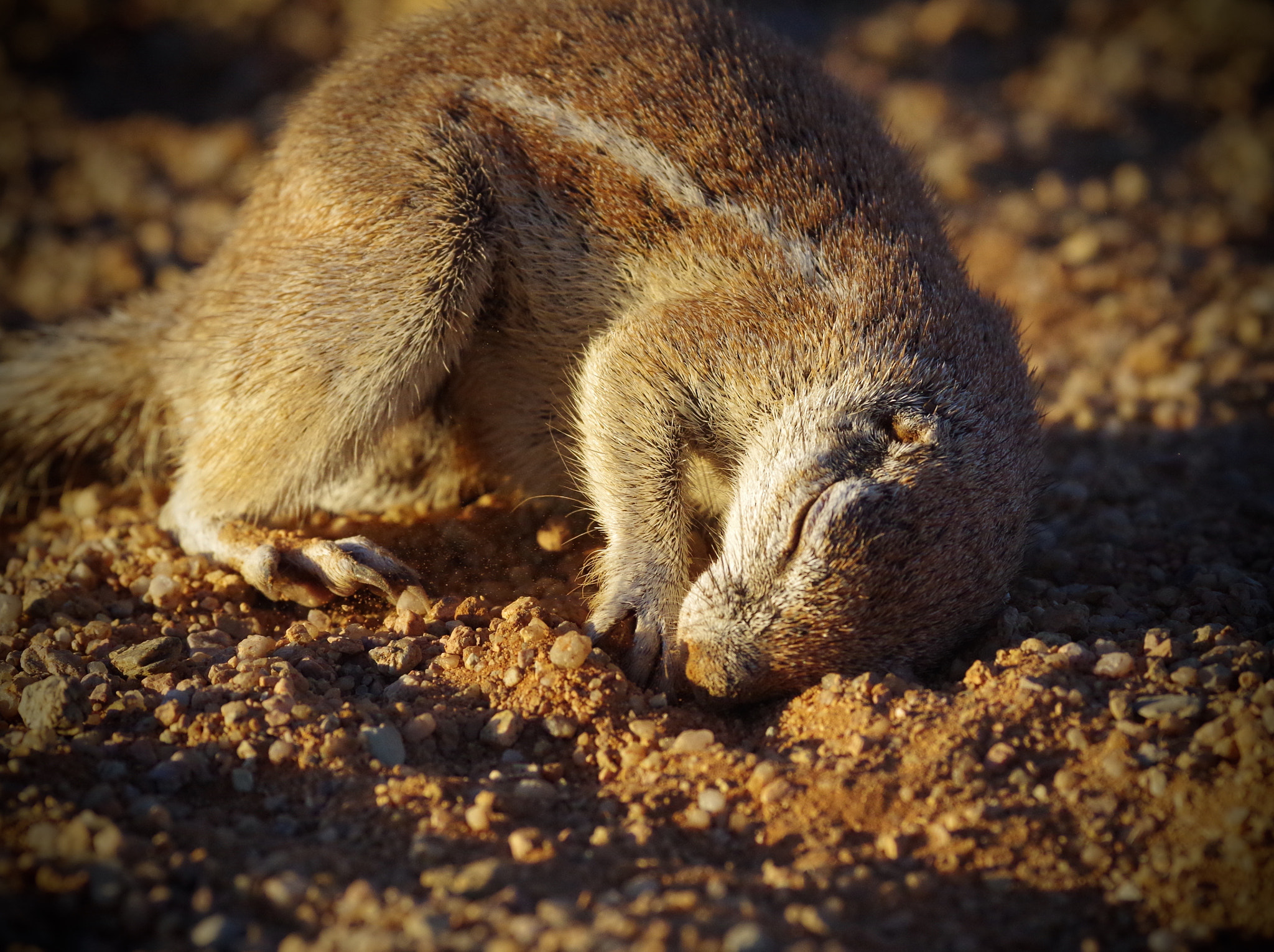 Pentax smc DA* 300mm F4.0 ED (IF) SDM sample photo. Dig, eat, sleep, repeat. photography