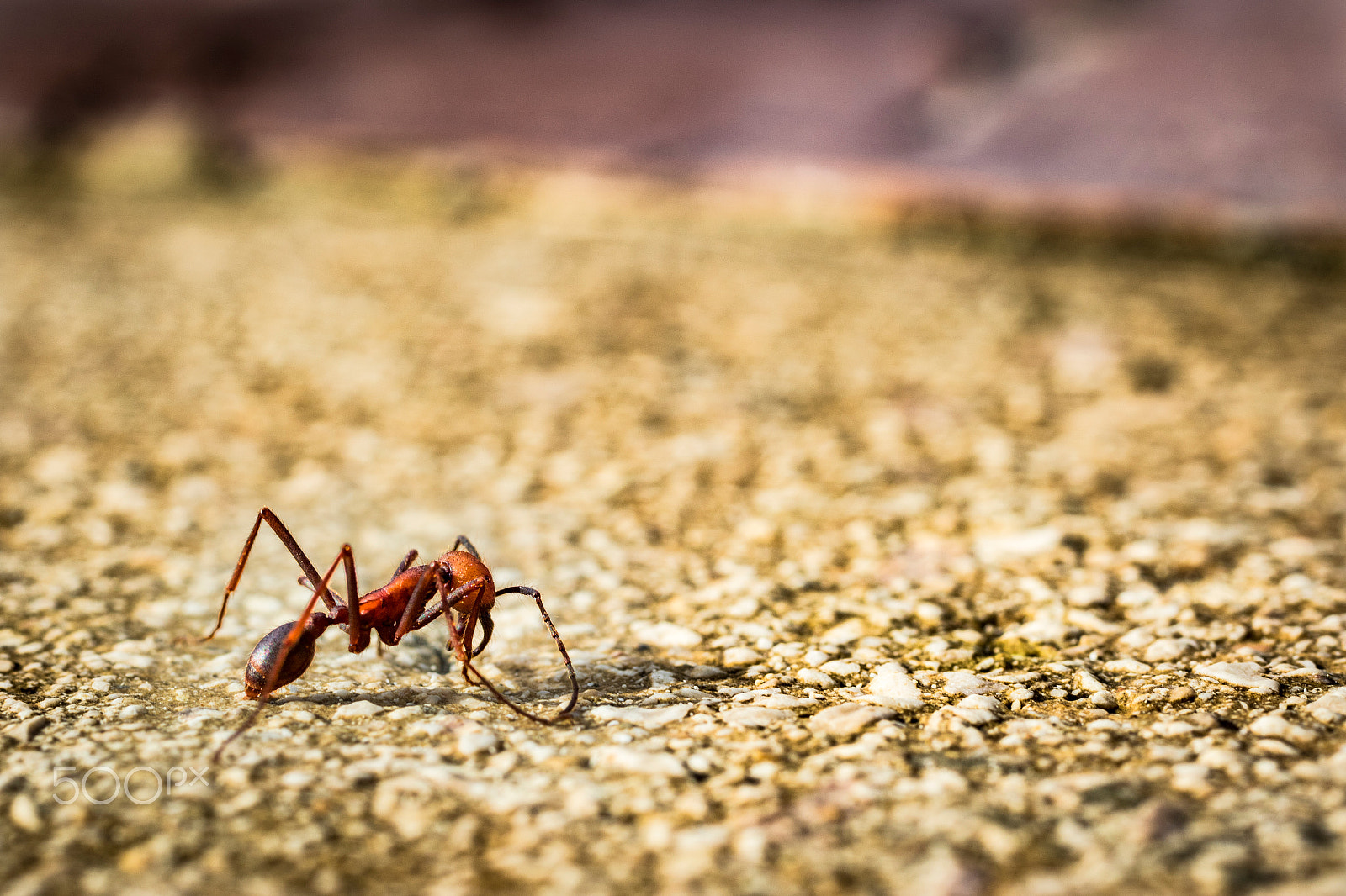 Canon EF 50mm F2.5 Macro sample photo. Marabunta photography