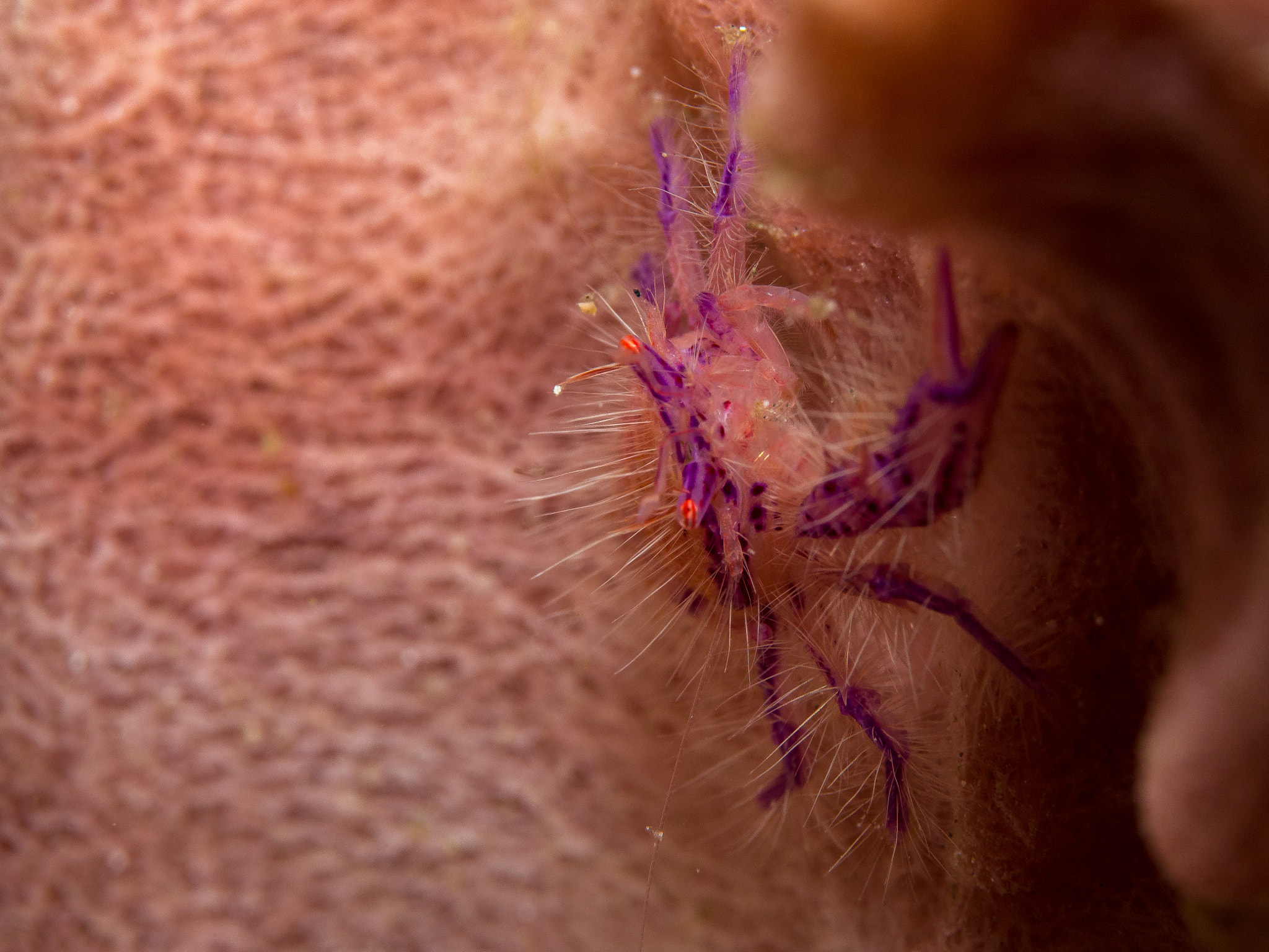 Olympus PEN E-PL5 sample photo. Crab photography