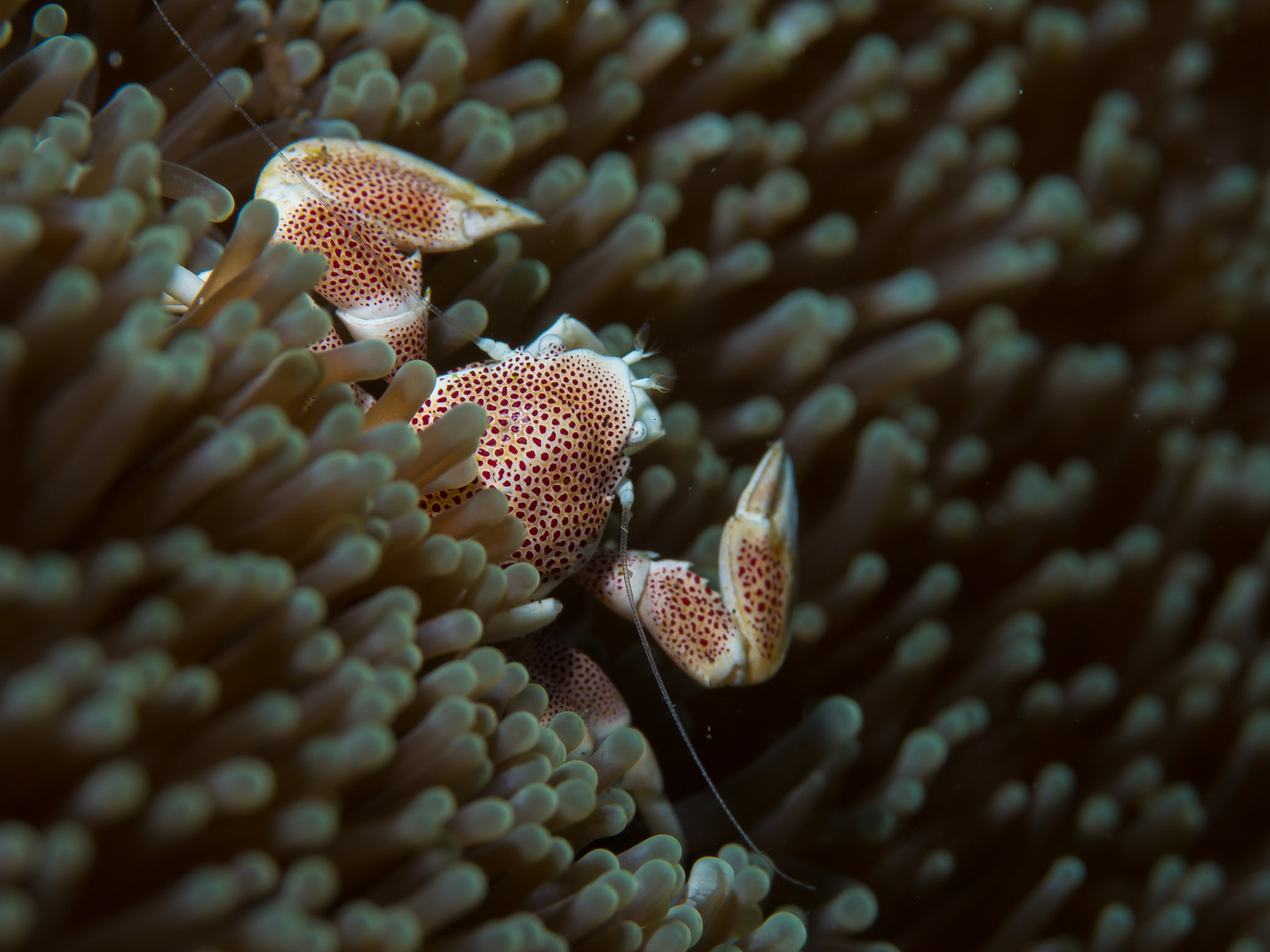 Olympus PEN E-PL5 sample photo. Porcelain crab photography