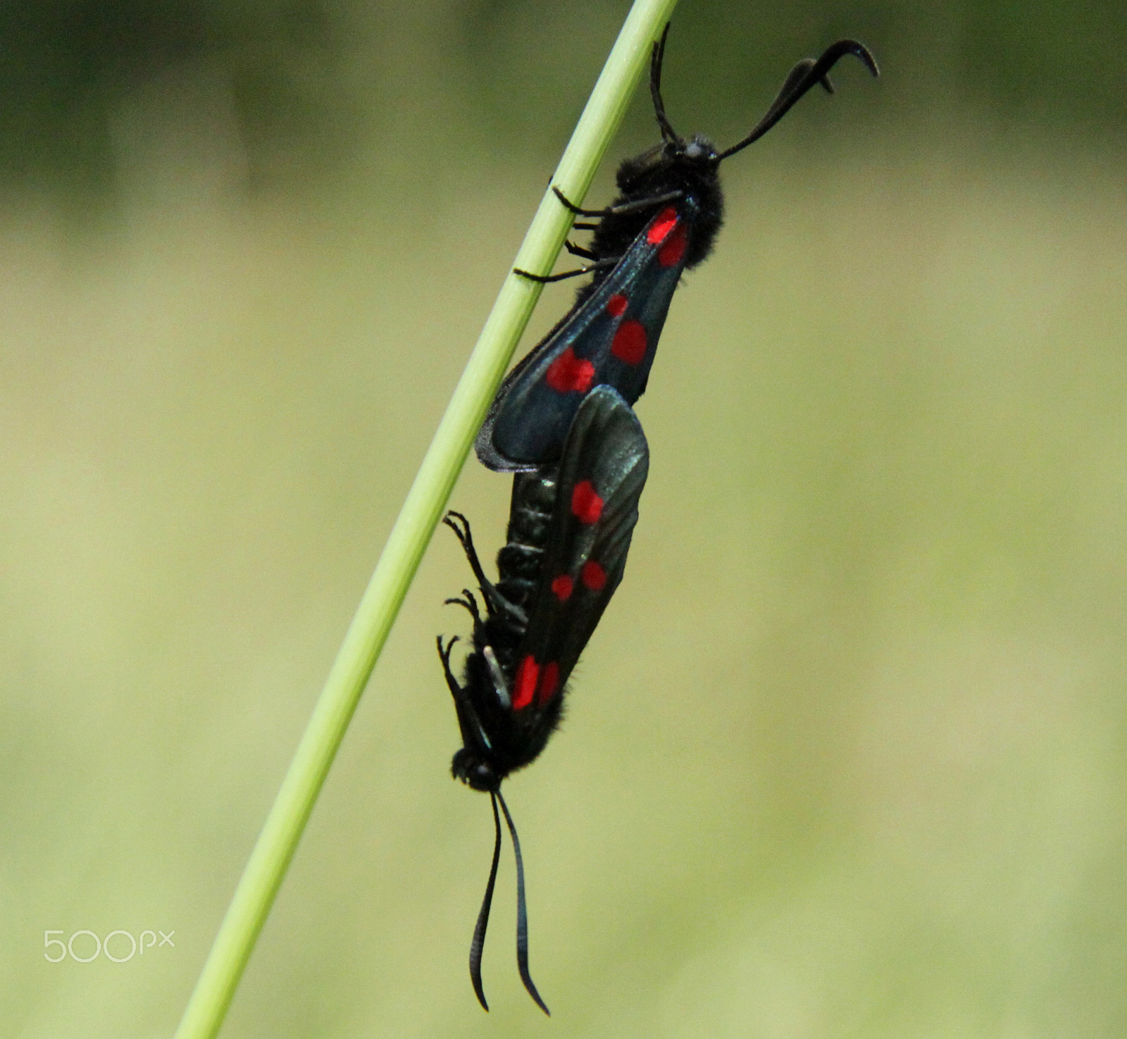 Canon EF-S 17-85mm F4-5.6 IS USM sample photo. Five spot burnet moths mating photography