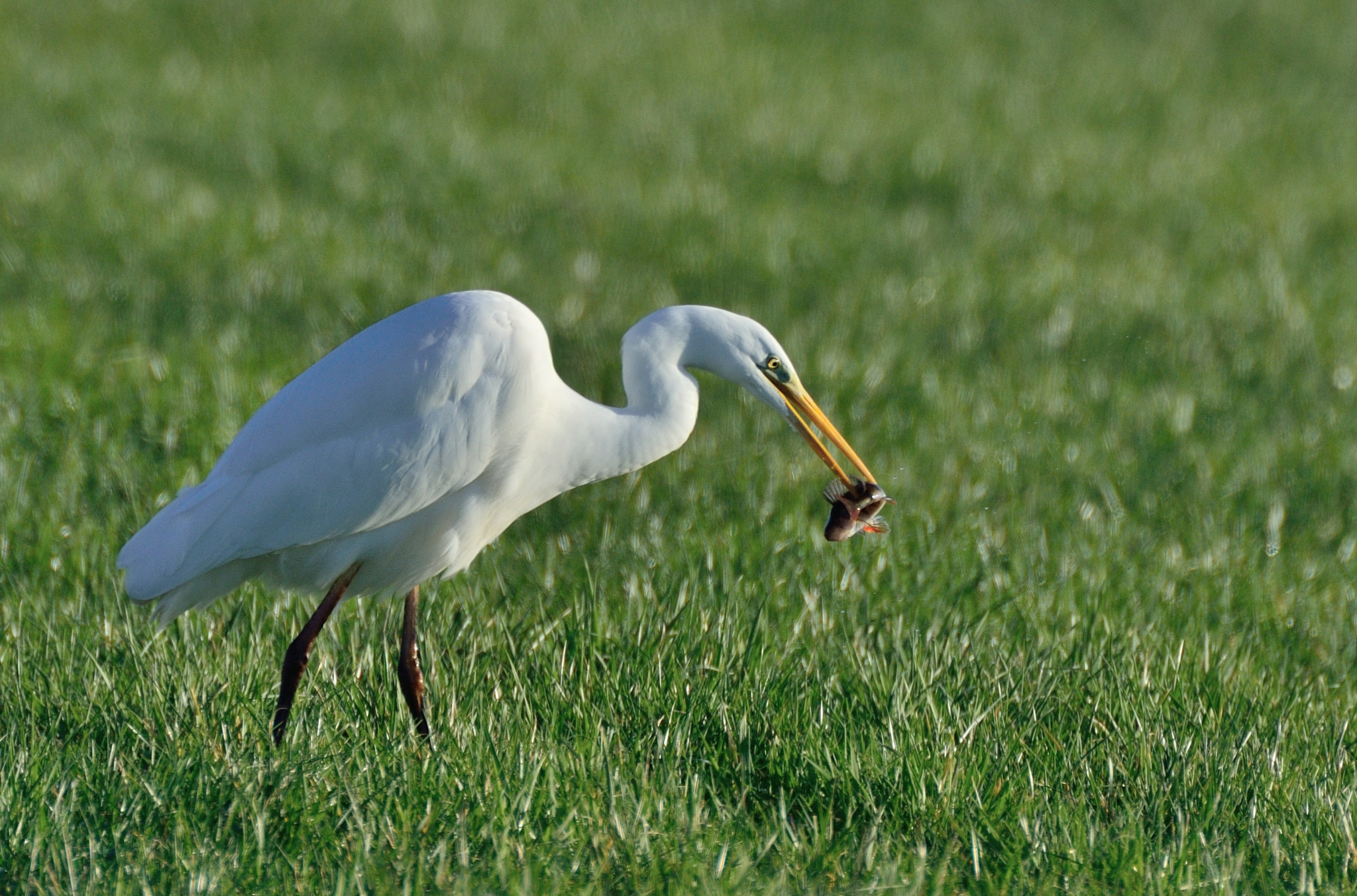AF-S Nikkor 600mm f/4D IF-ED + TC-14E sample photo. Grote zilverreiger photography