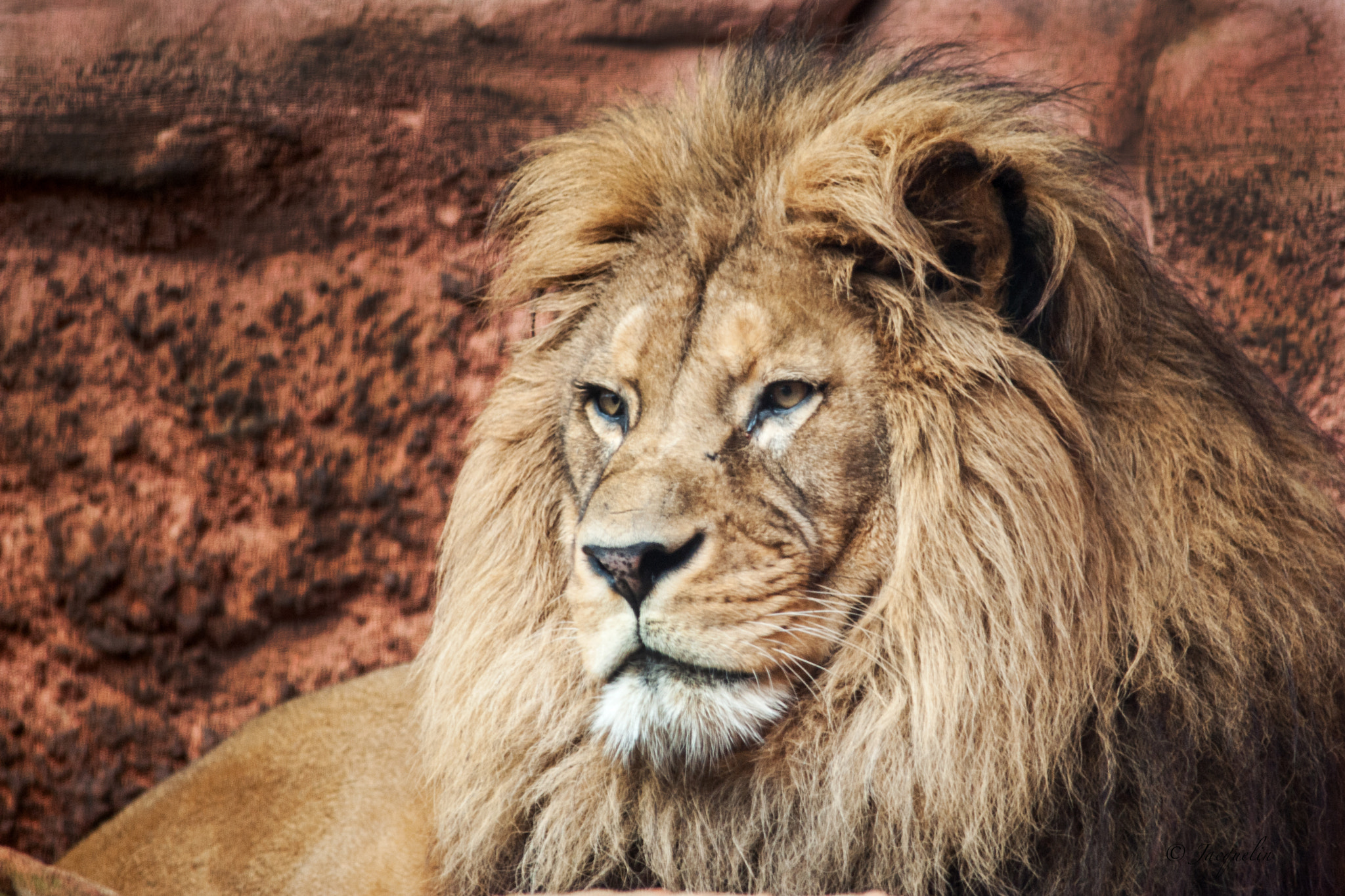 Nikon D3 + AF Nikkor 300mm f/4 IF-ED sample photo. Lion photography