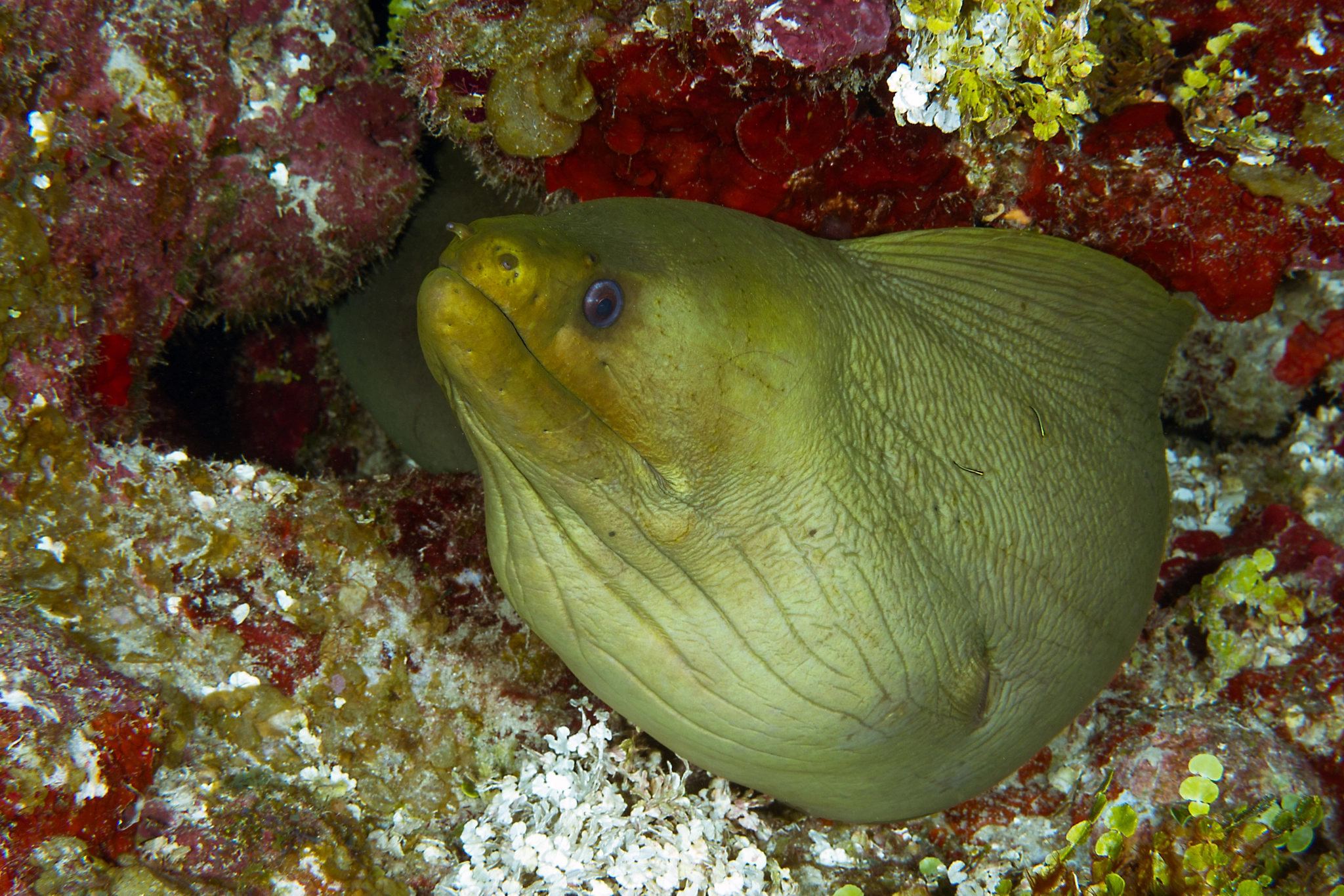 Nikon AF-S Micro-Nikkor 60mm F2.8G ED sample photo. Green moray photography