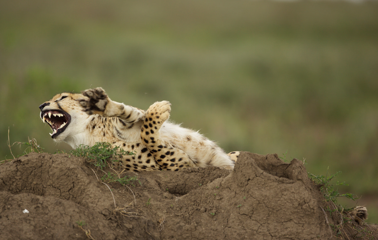 Canon EF 500mm F4L IS II USM sample photo. Yawning cheetah photography