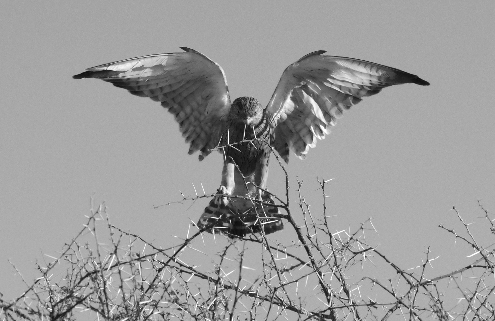 Pentax smc DA* 300mm F4.0 ED (IF) SDM sample photo. When the earth stood still. photography