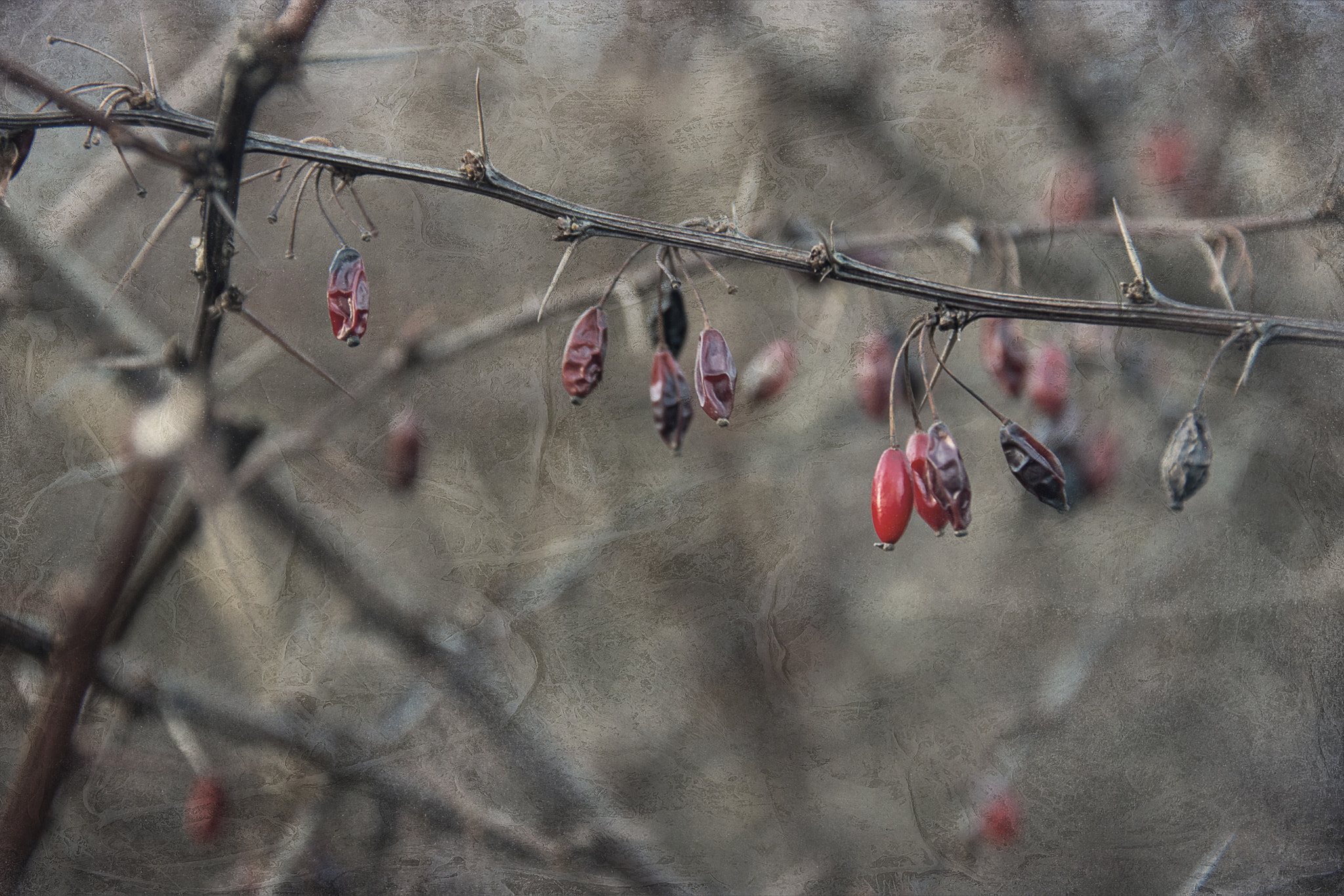 Sigma 17-70mm F2.8-4 DC Macro OS HSM | C sample photo. Last fruits photography