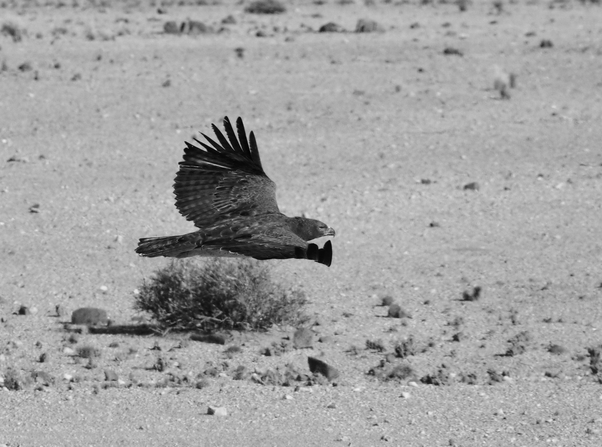 Pentax smc DA* 300mm F4.0 ED (IF) SDM sample photo. Land of the brave photography