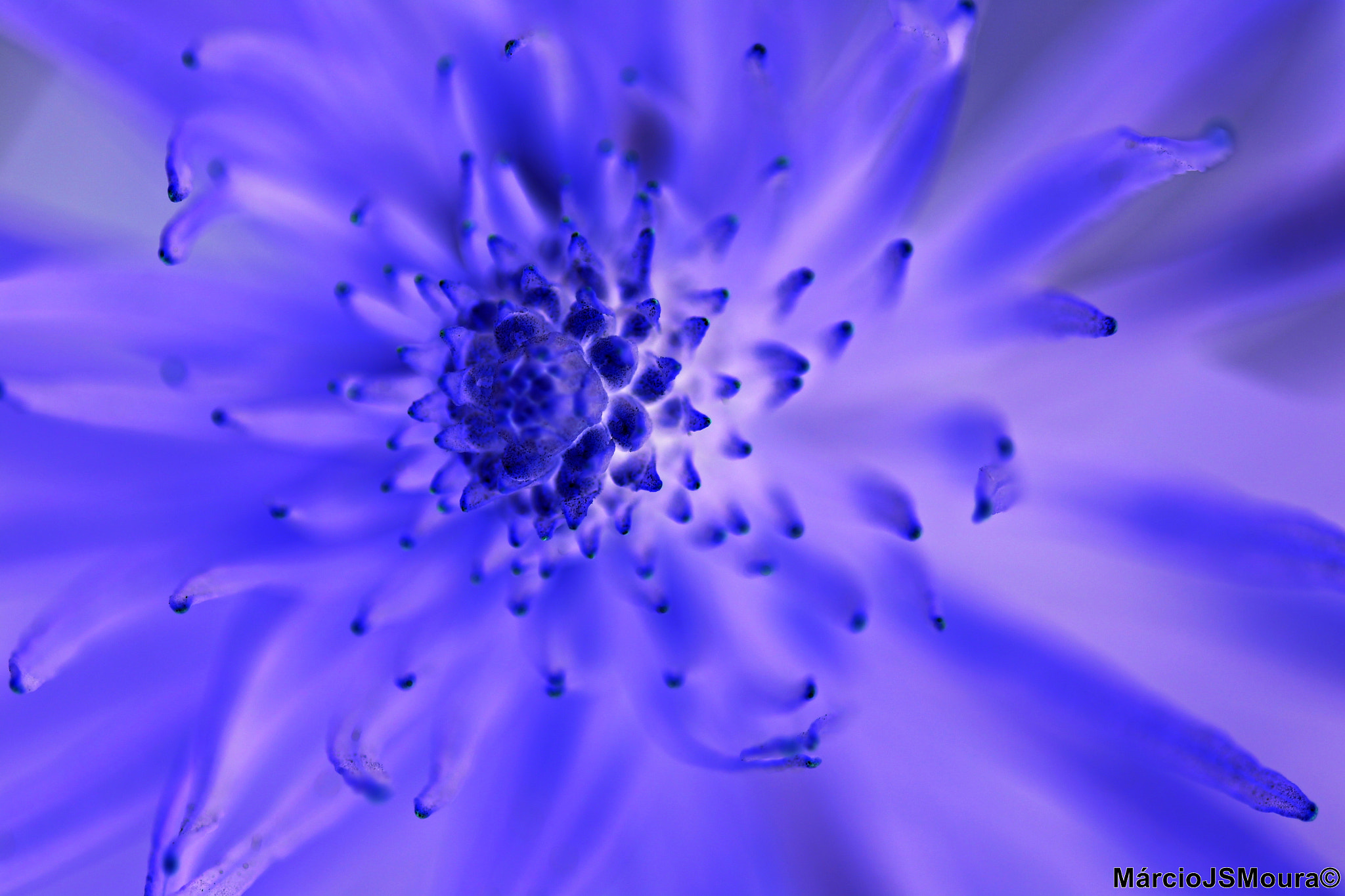 Sigma 24-105mm f/4 DG OS HSM | A sample photo. Flower 5096 (nm) photography