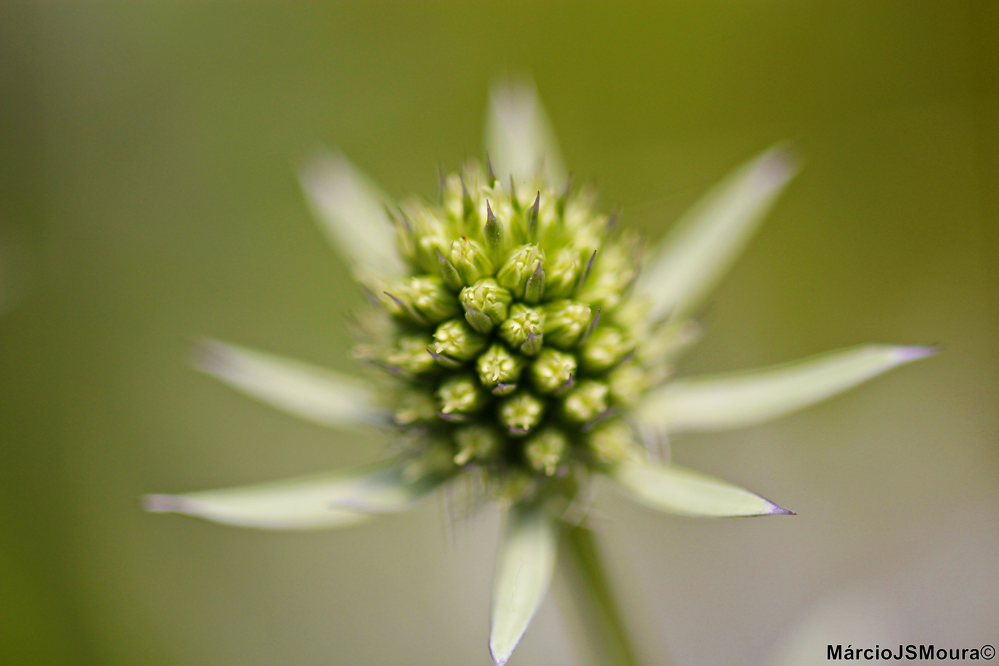 Sigma 24-105mm f/4 DG OS HSM | A sample photo. Flower 5100 photography