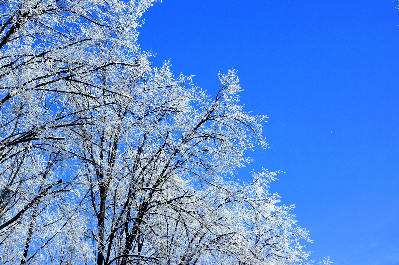 Sony SLT-A65 (SLT-A65V) sample photo. Blue photography