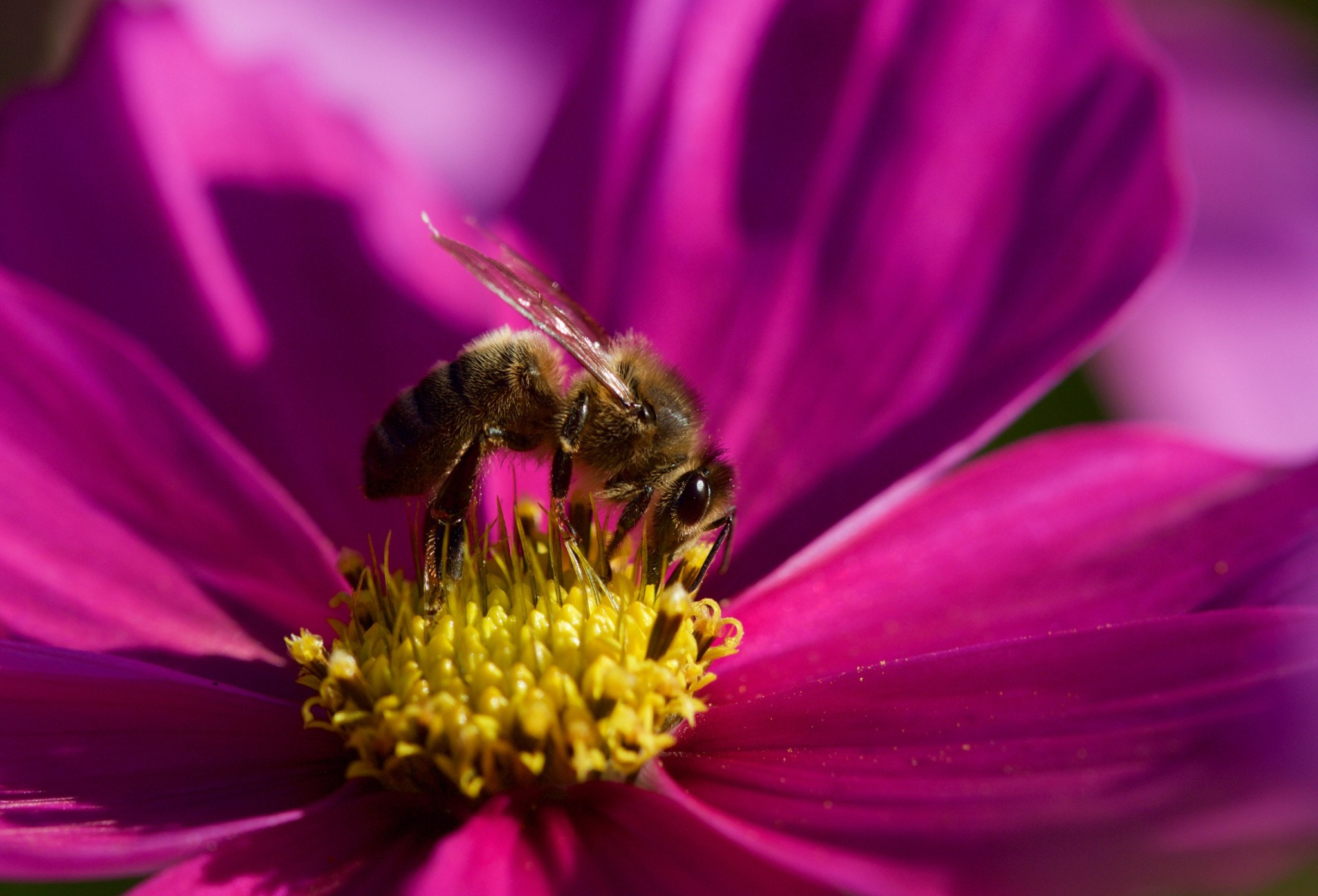 Canon EOS 550D (EOS Rebel T2i / EOS Kiss X4) + Canon EF 100mm F2.8 Macro USM sample photo. Bee gathering nectar photography