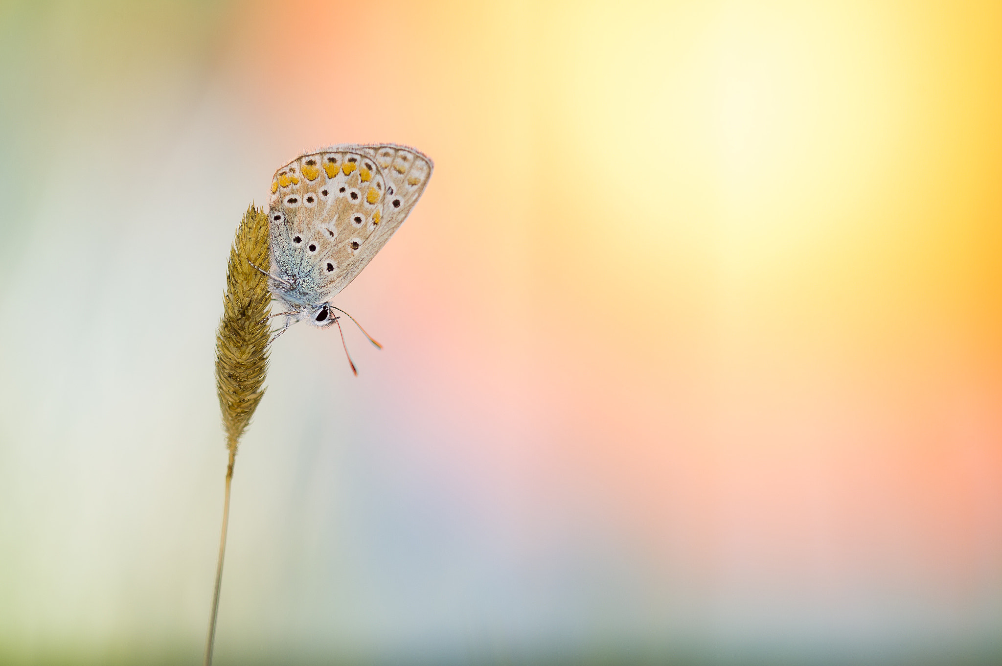 Canon EF 180mm F3.5L Macro USM sample photo. Al amanecer photography
