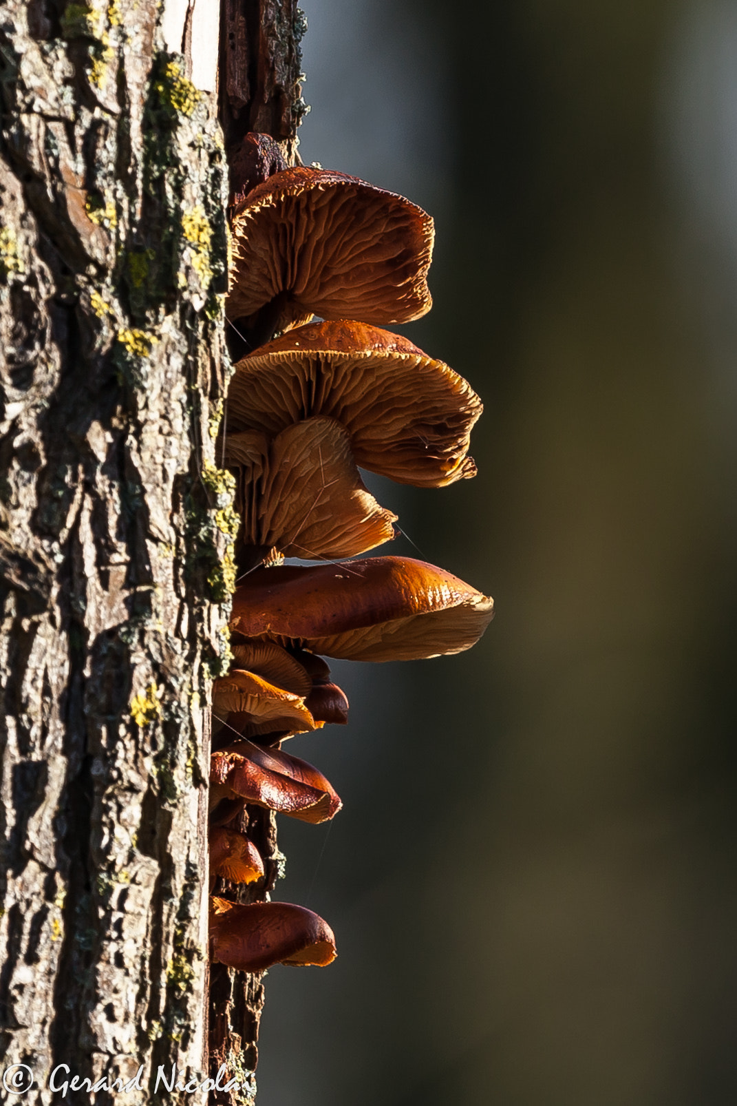 Canon EF 300mm F2.8L IS USM sample photo. Mushroom in the sunlight photography