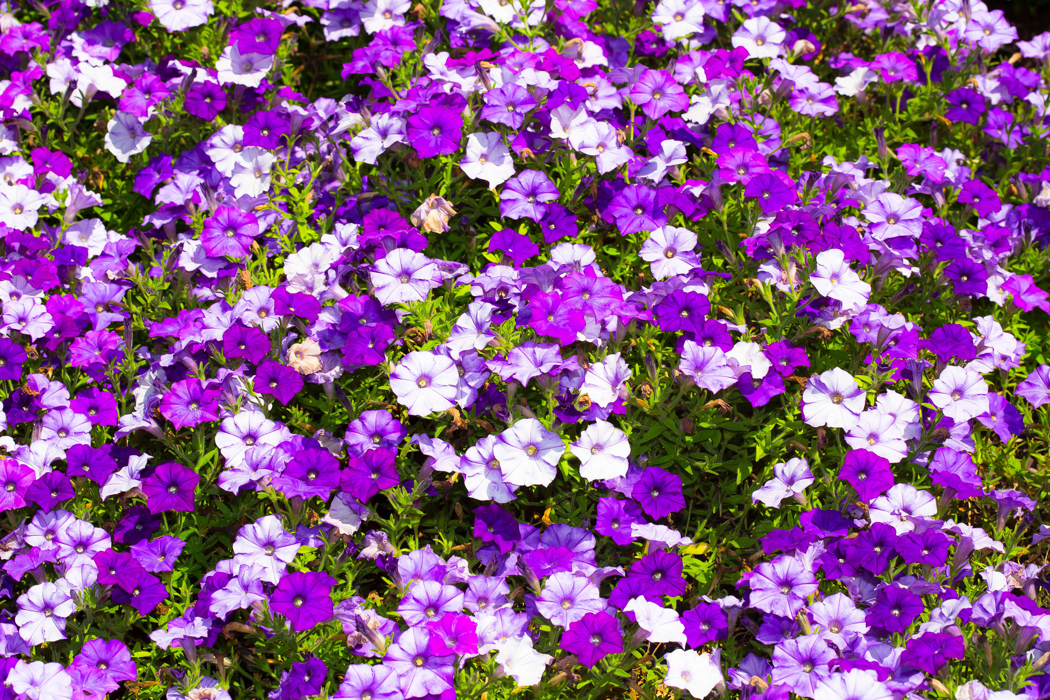 Canon EOS 6D + Canon EF 100mm F2.8 Macro USM sample photo. Flowers bed photography