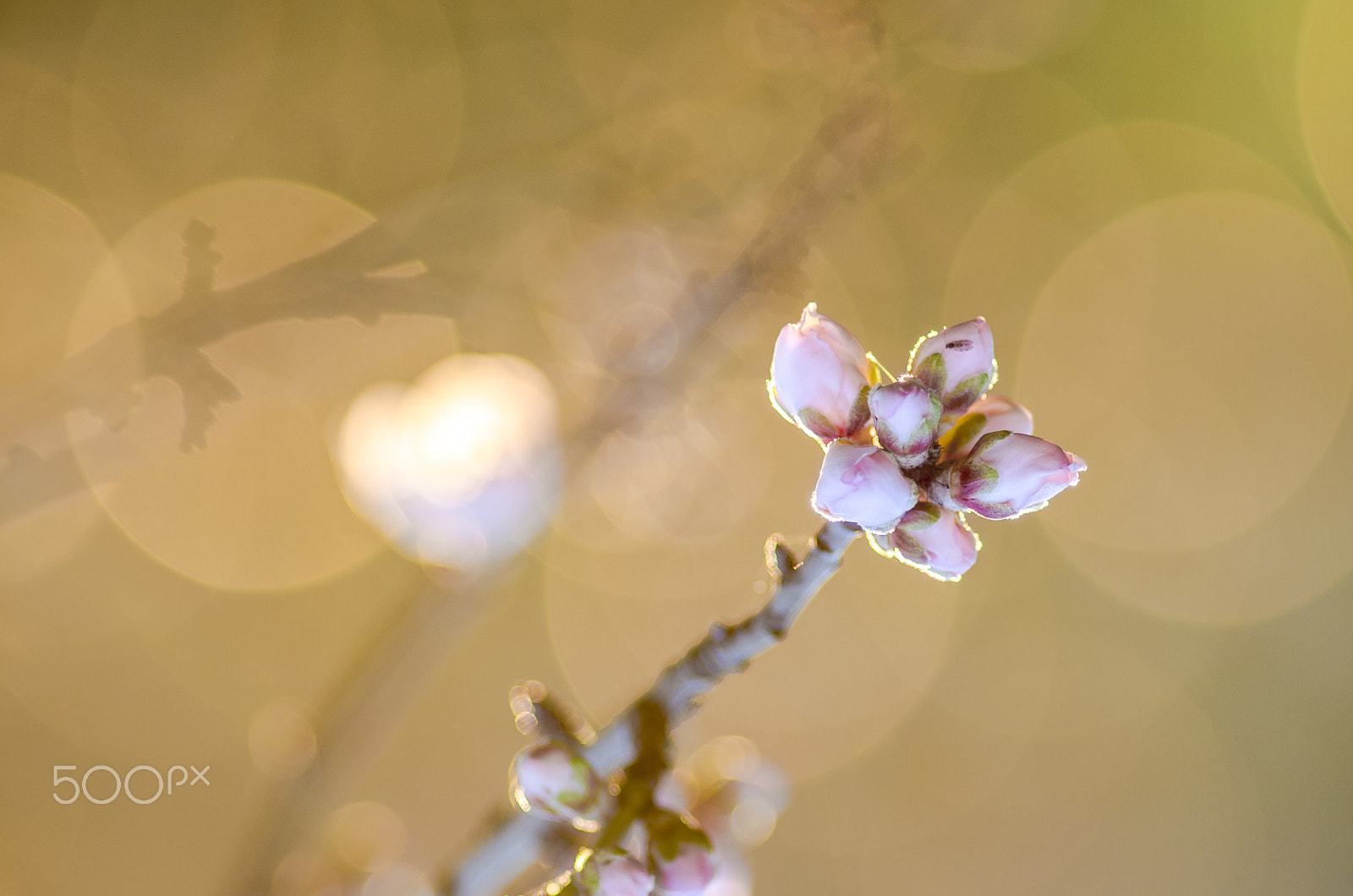 Pentax smc DA* 200mm F2.8 ED (IF) SDM sample photo. Ready for spring photography