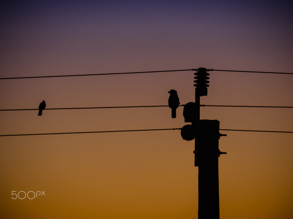 Olympus OM-D E-M5 + OLYMPUS M.75-300mm F4.8-6.7 sample photo. Kookaburra, pickup line photography