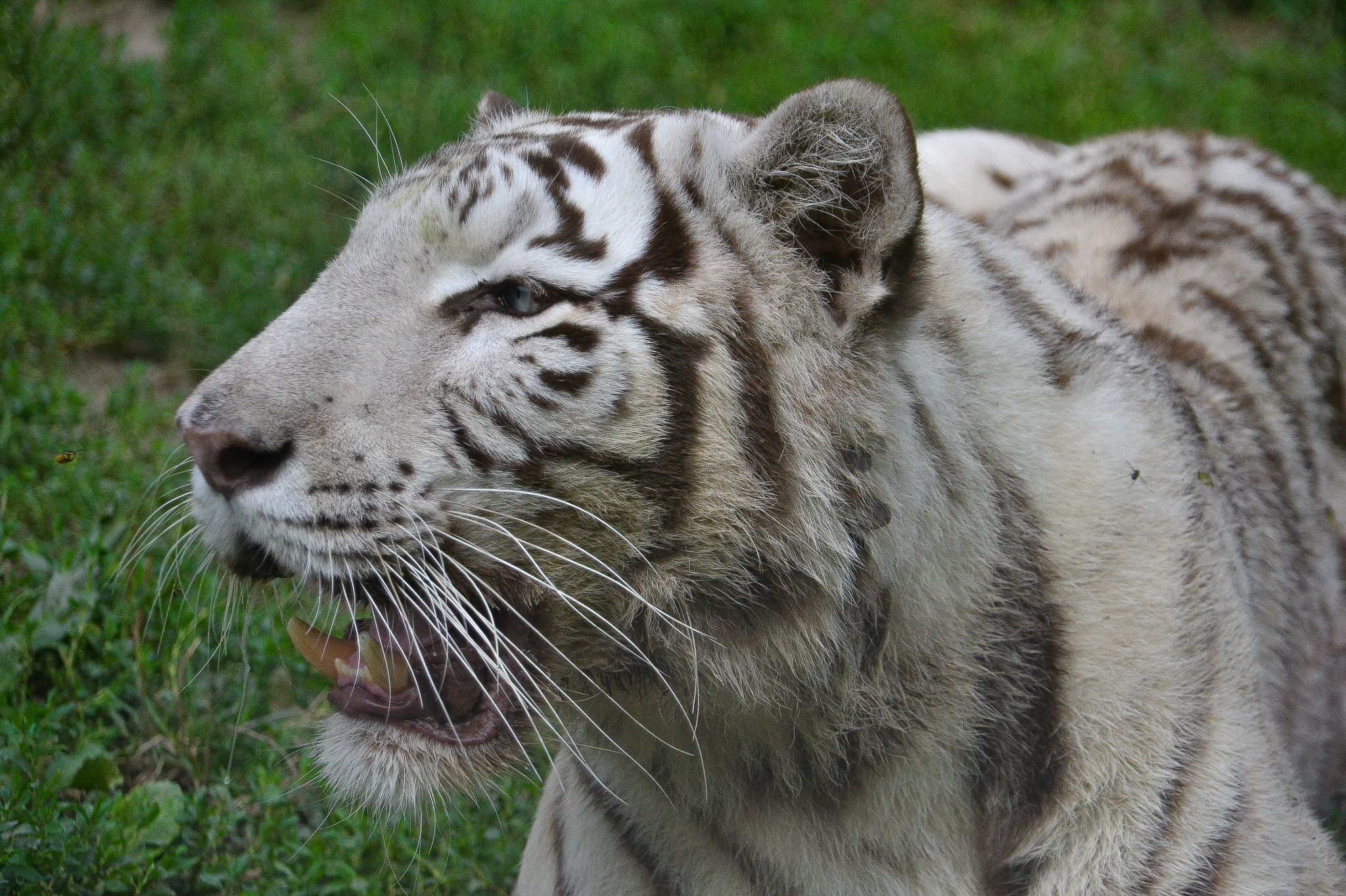 Nikon D3100 + Sigma 18-200mm F3.5-6.3 DC sample photo. White tiger photography