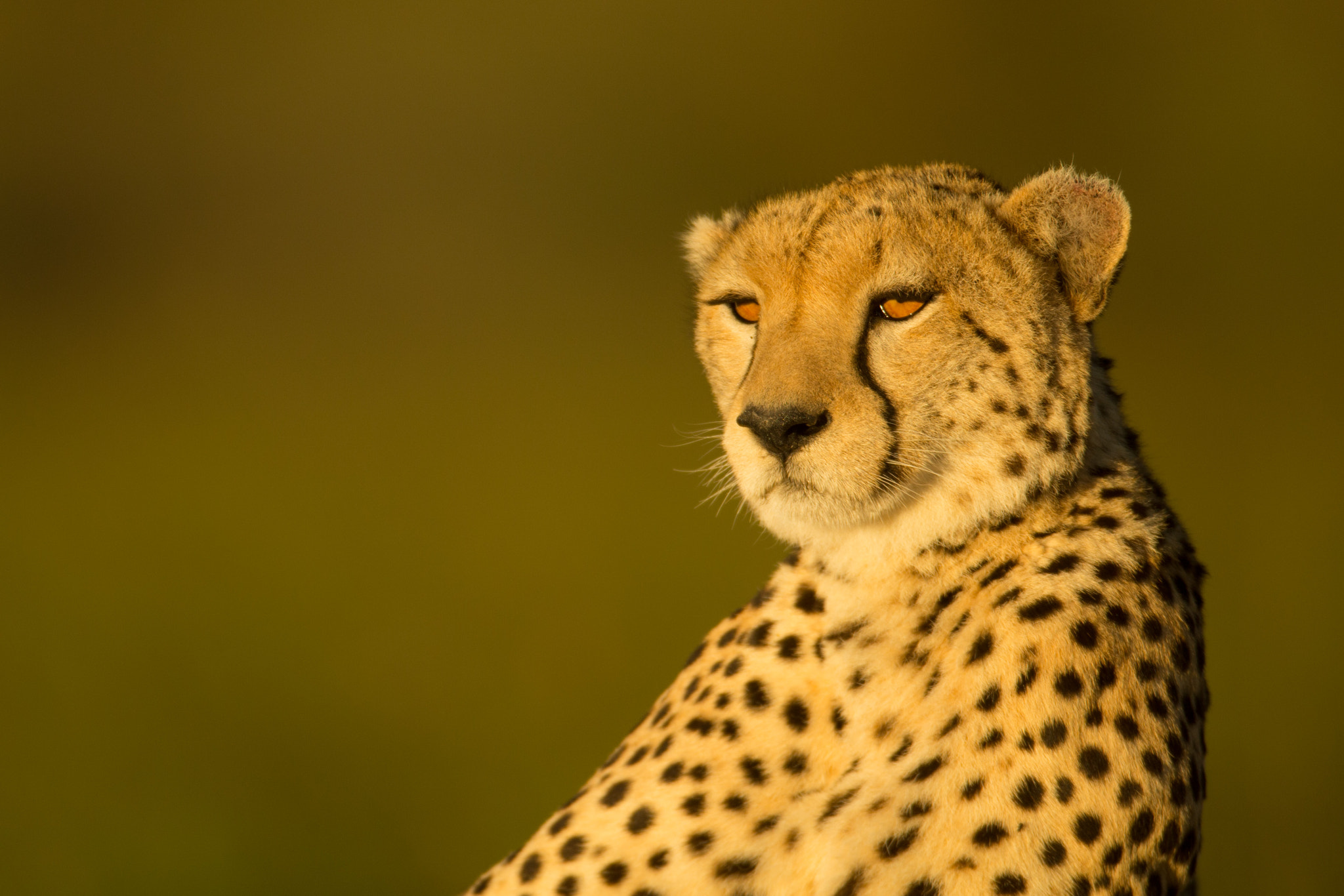 Canon EOS-1D X + Canon EF 600mm F4L IS USM sample photo. Cheetah light photography
