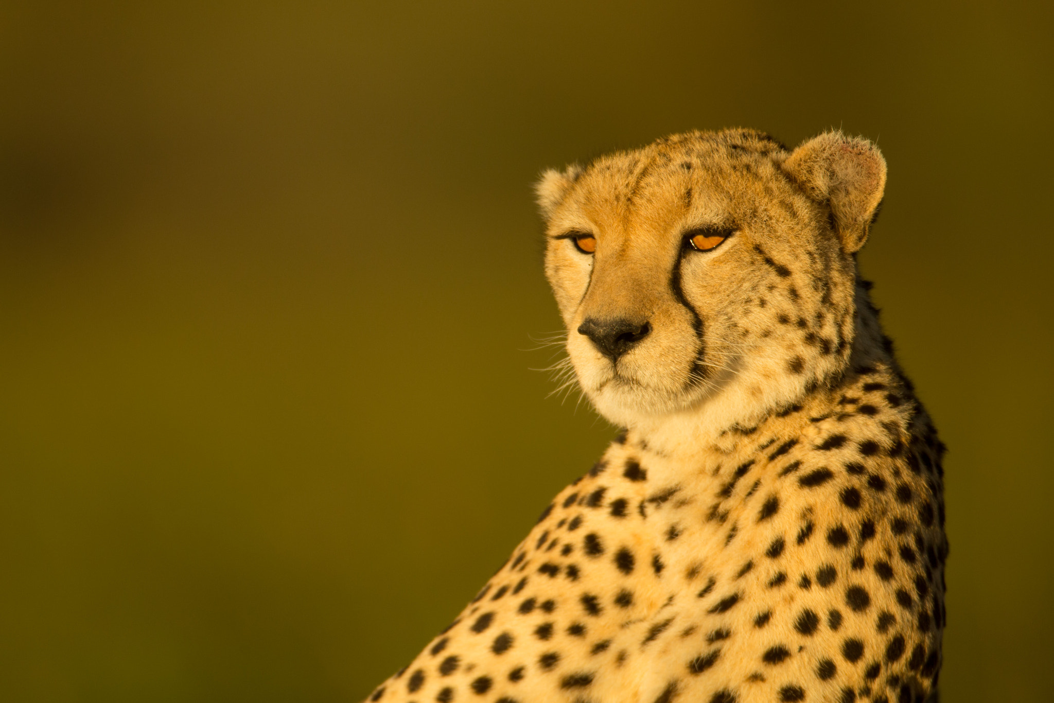 Canon EF 600mm F4L IS USM sample photo. Cheetah light photography