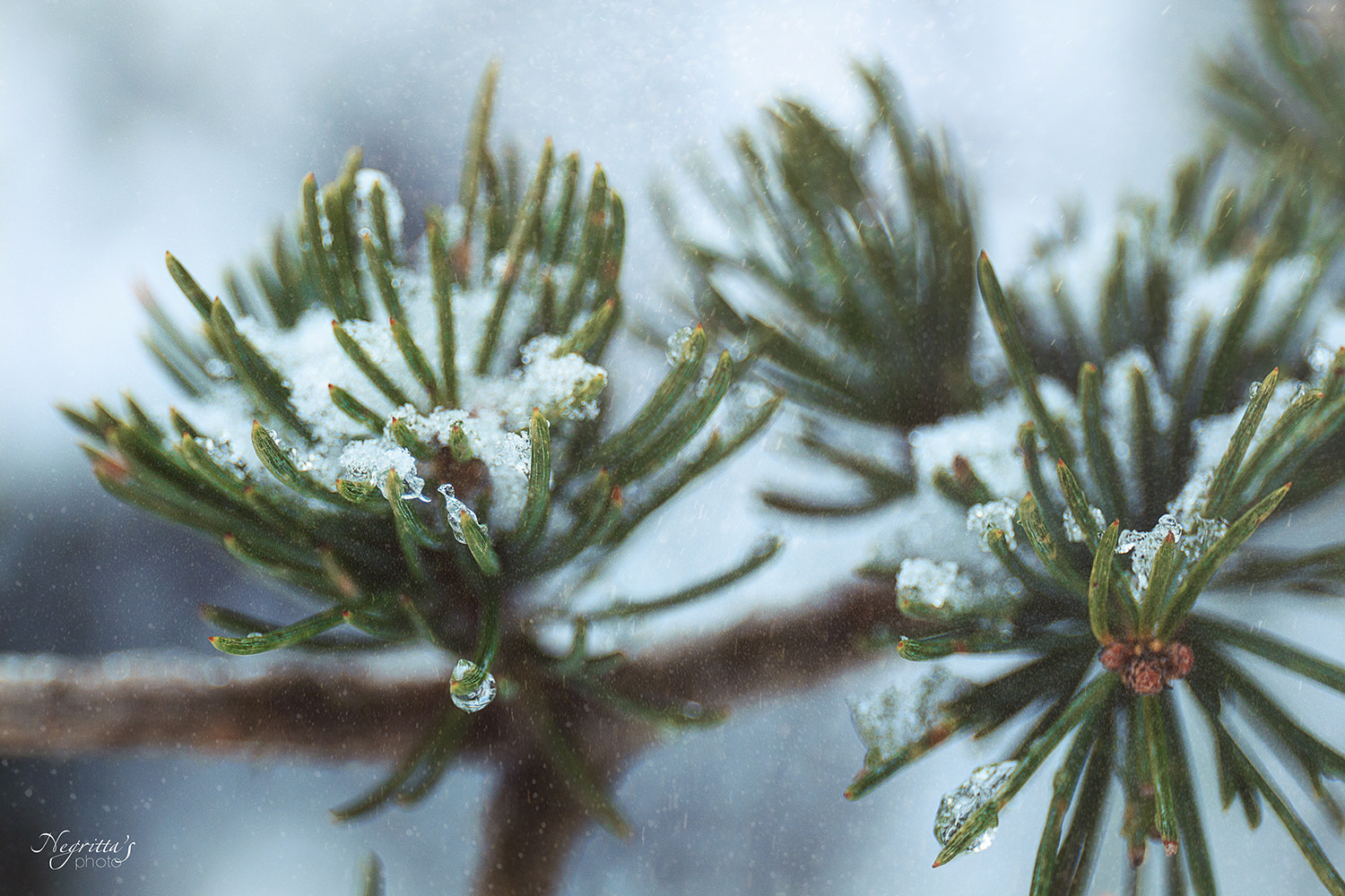 Canon EF 24-70mm F4L IS USM sample photo. Frozen photography