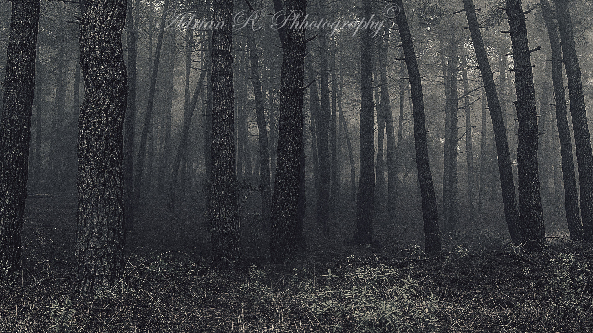 Sony Alpha DSLR-A580 sample photo. Niebla ii photography