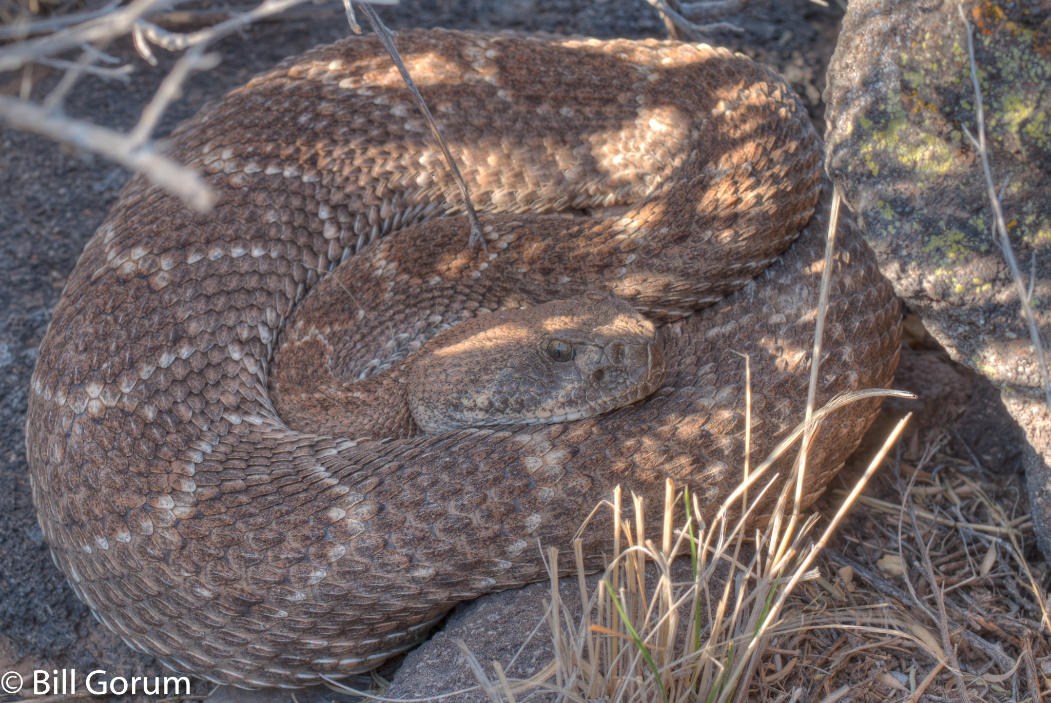 Nikon D200 sample photo. Western diamond-backed rattlesnake, crotalus atrox photography