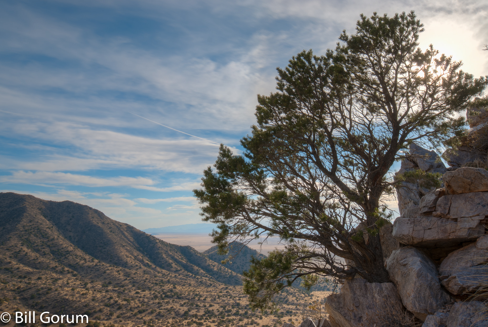 Nikon D200 sample photo. Pinion pine growing from a rocky cliff face. photography