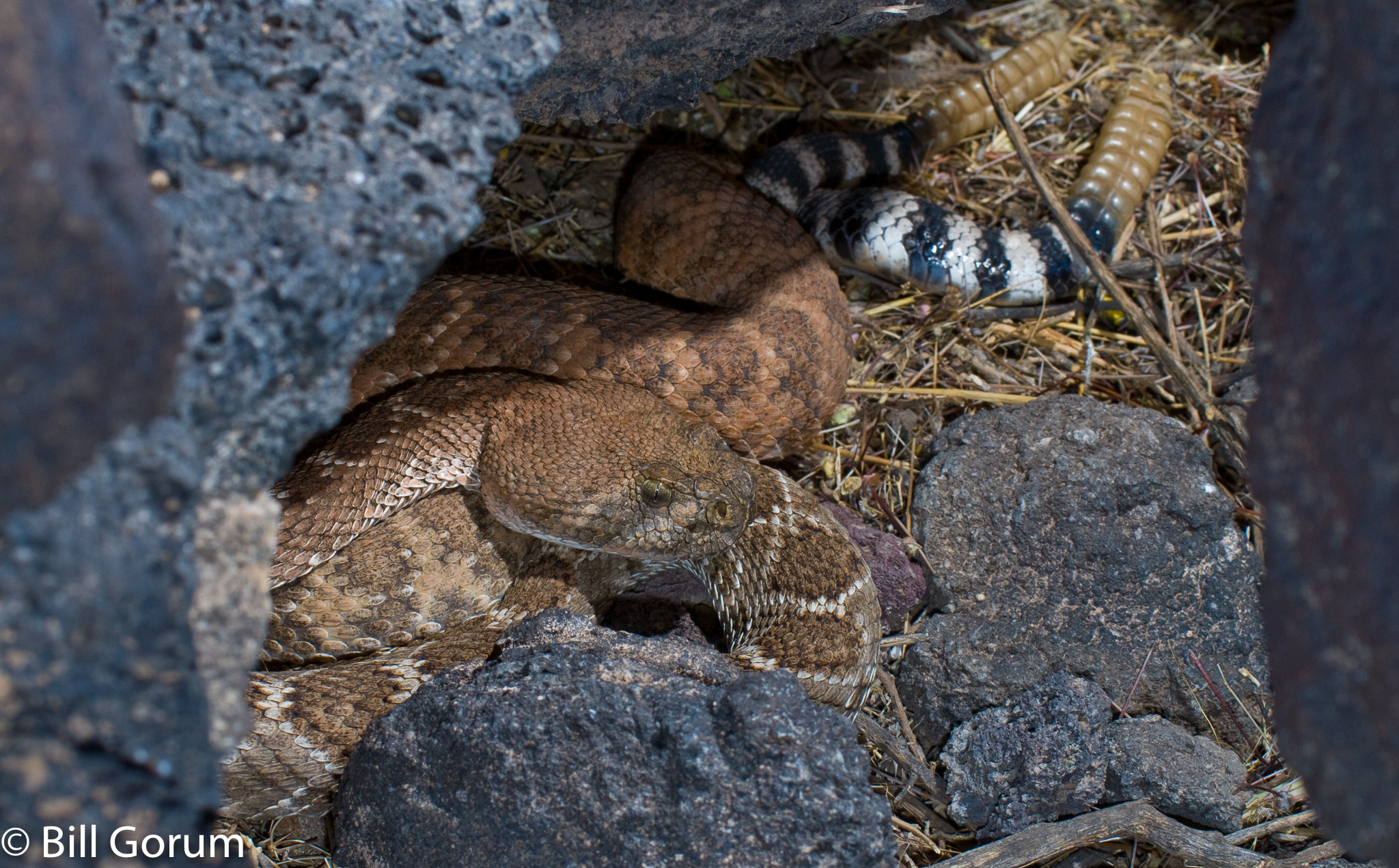 Nikon D200 sample photo. Mating western diamond-backed rattlesnakes. photography