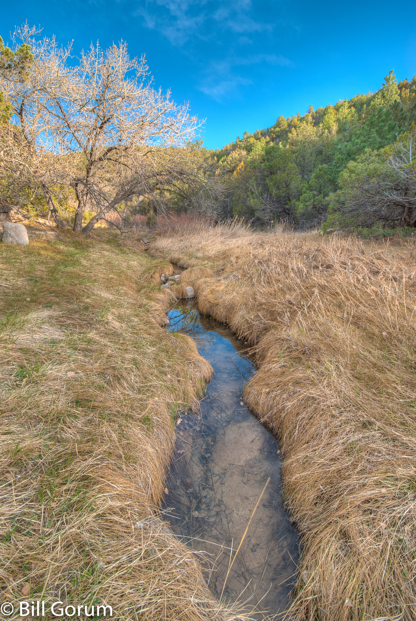 Nikon D200 sample photo. Cedro creek, sandia mountains, new mexico. photography