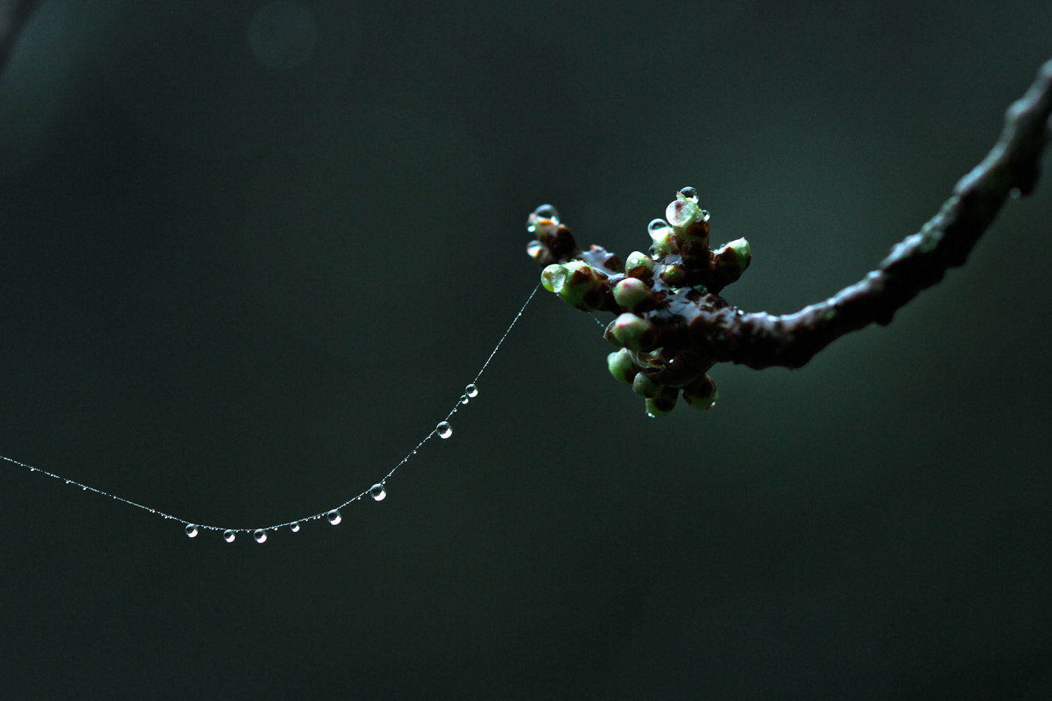 Canon EOS 7D + Canon EF 100mm F2.8 Macro USM sample photo. The plum tree is wearing pearls photography