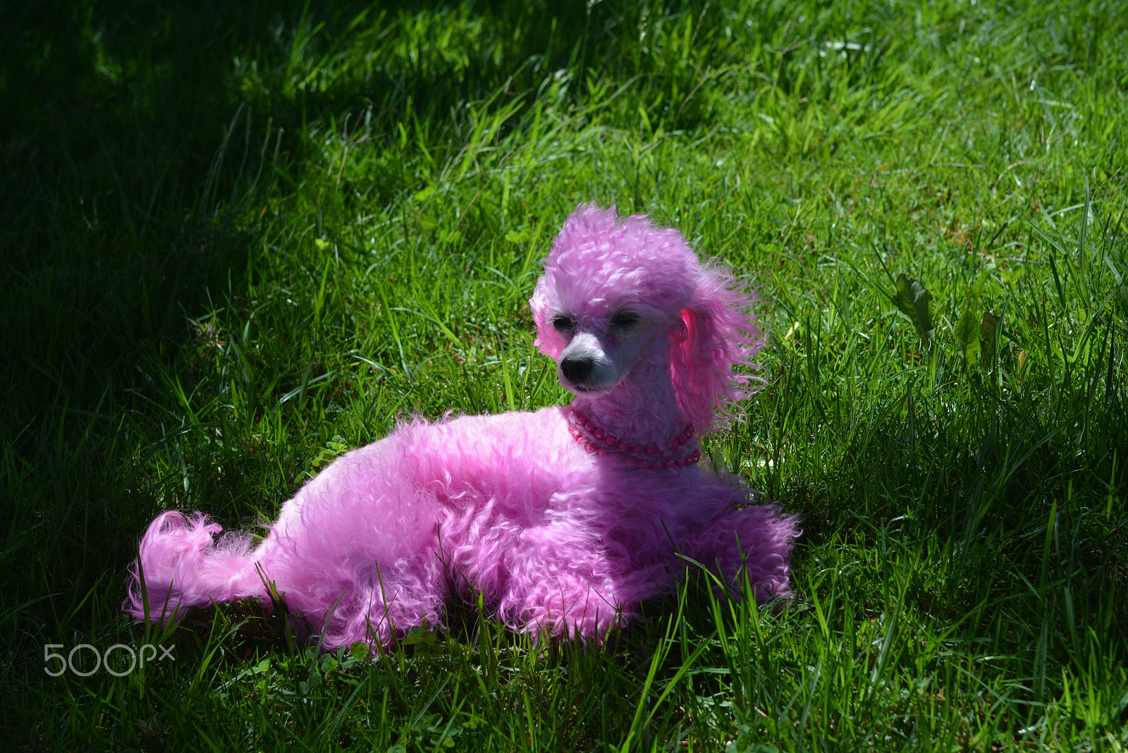 Tokina AT-X 287 AF (AF 28-70mm f/2.8) sample photo. Pink dog beauty princess - fashion bug photography