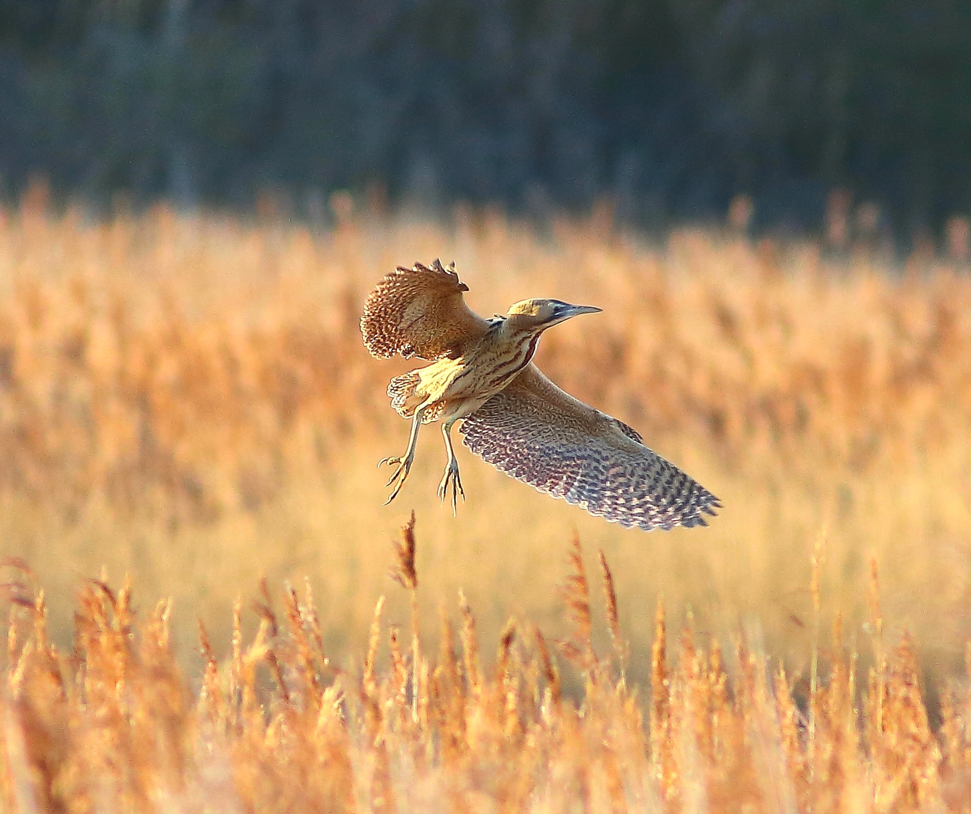 Canon EF 300mm F4L IS USM sample photo. Bittern photography