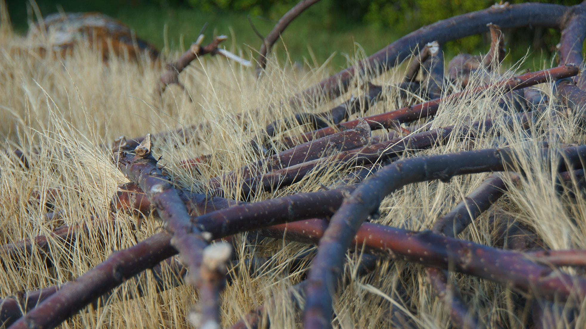 Sony Alpha DSLR-A580 sample photo