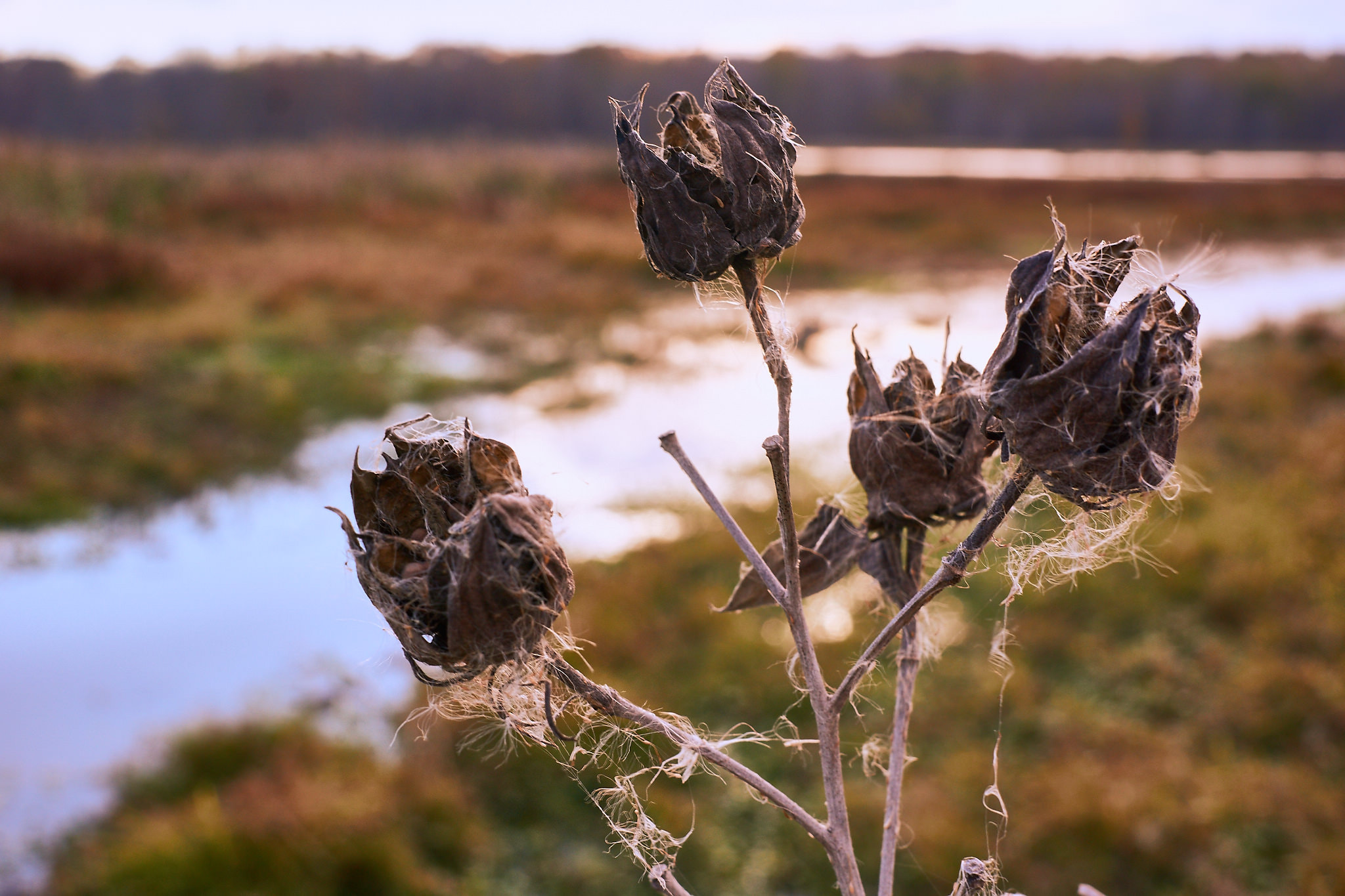 Sony Alpha NEX-7 + Sigma 30mm F2.8 EX DN sample photo. Dried flowers photography