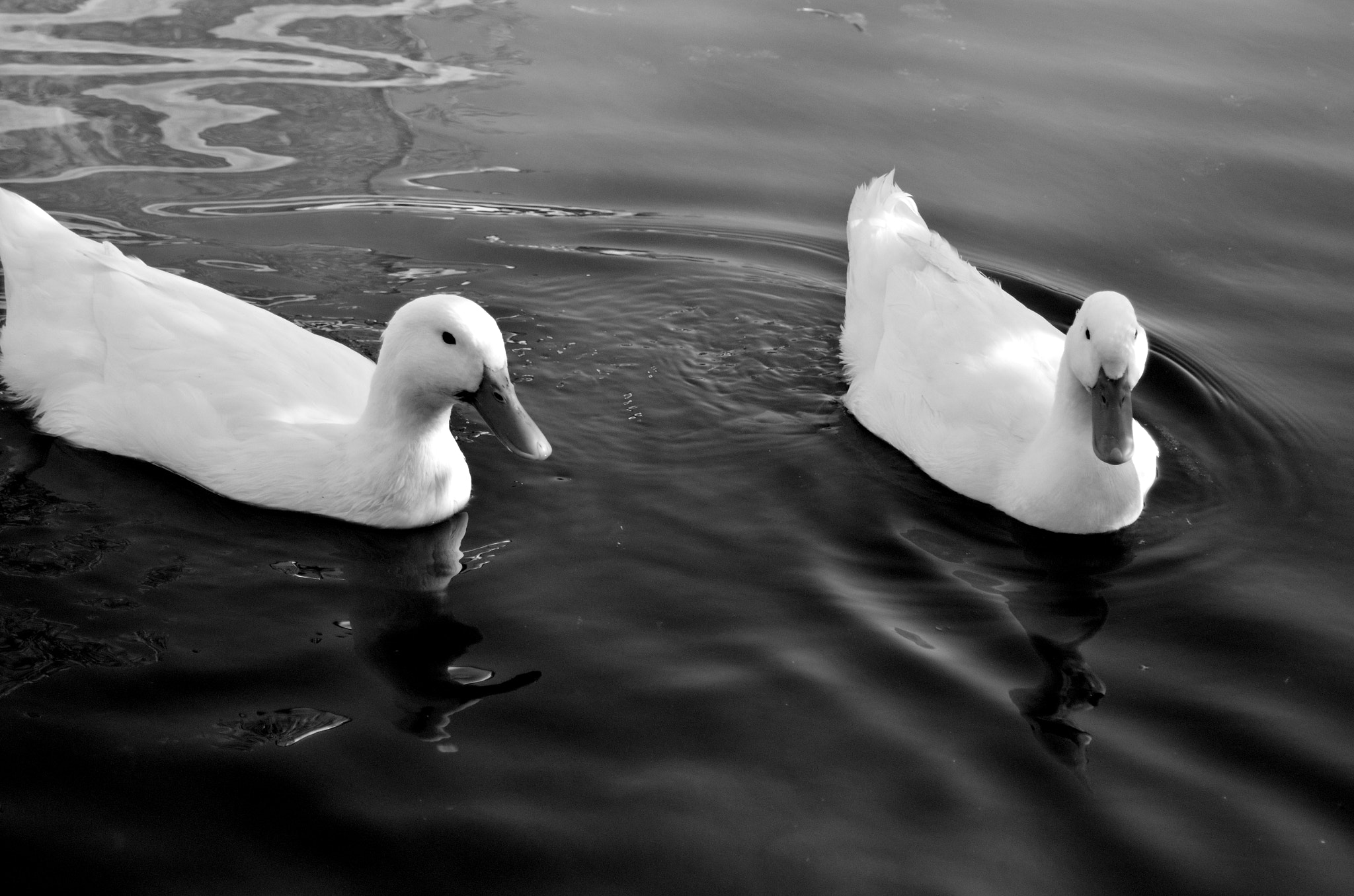 Nikon D5100 + AF Zoom-Nikkor 28-200mm f/3.5-5.6G IF-ED sample photo. White ducks on black lake photography