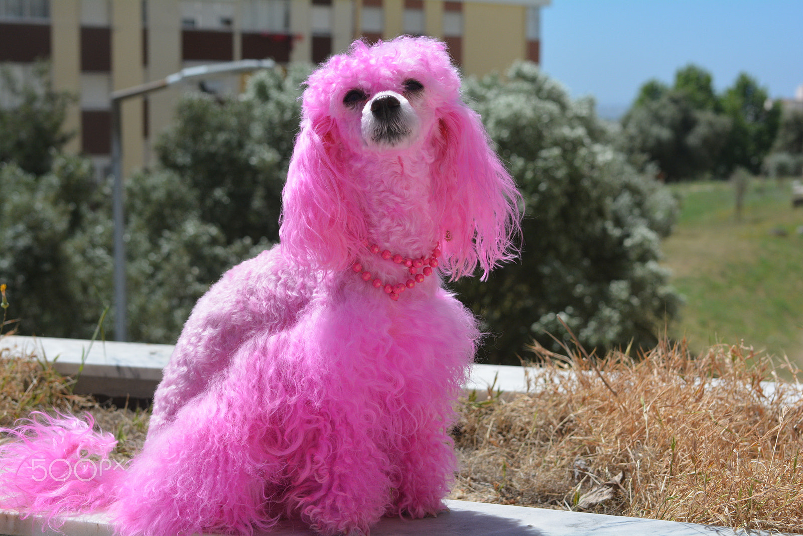 Tokina AT-X 287 AF (AF 28-70mm f/2.8) sample photo. Pink dog beauty princess - fashion bug photography