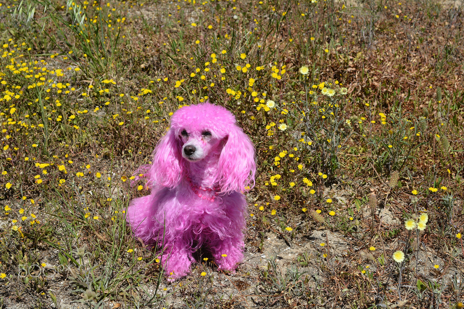 Tokina AT-X 287 AF (AF 28-70mm f/2.8) sample photo. Pink dog beauty princess - fashion bug photography