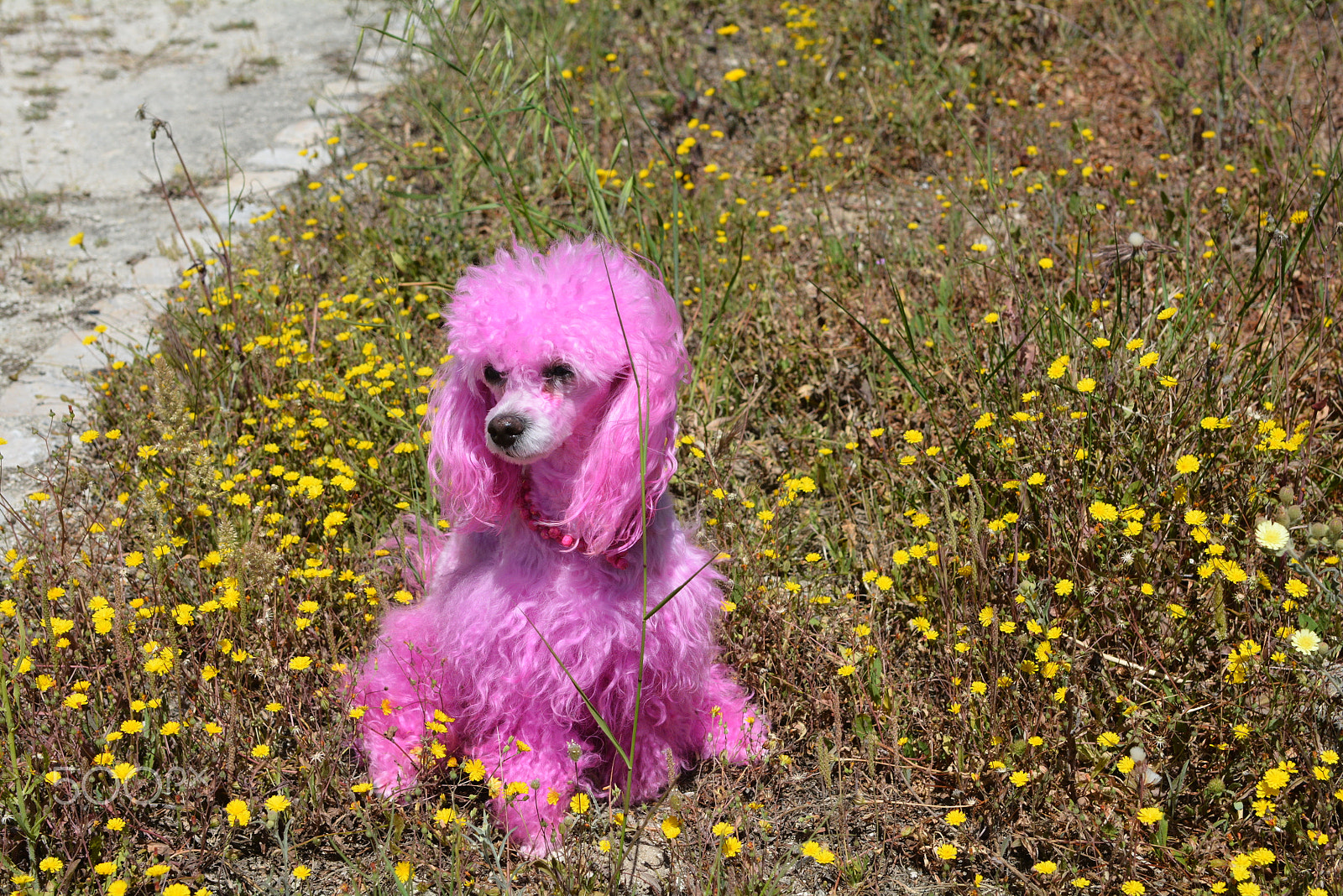 Tokina AT-X 287 AF (AF 28-70mm f/2.8) sample photo. Pink dog beauty princess - fashion bug photography